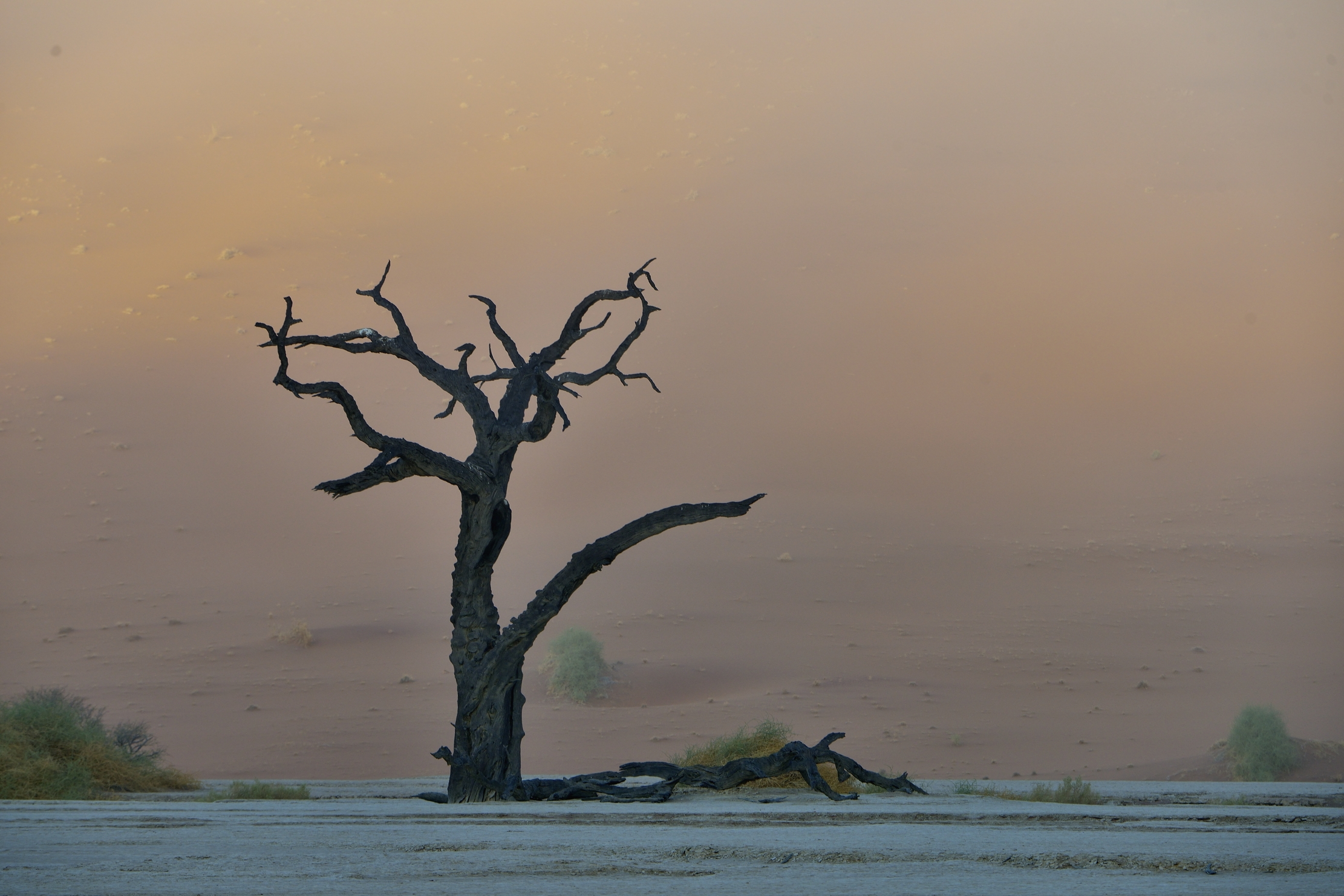 Deserto del Namib - Deadvlei