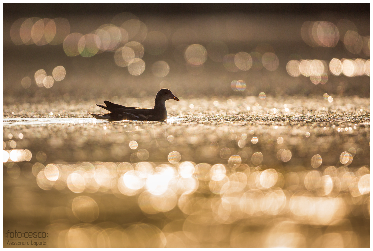 Gallinula chloropus (juv.) - Moorhen - Moorhen ac.