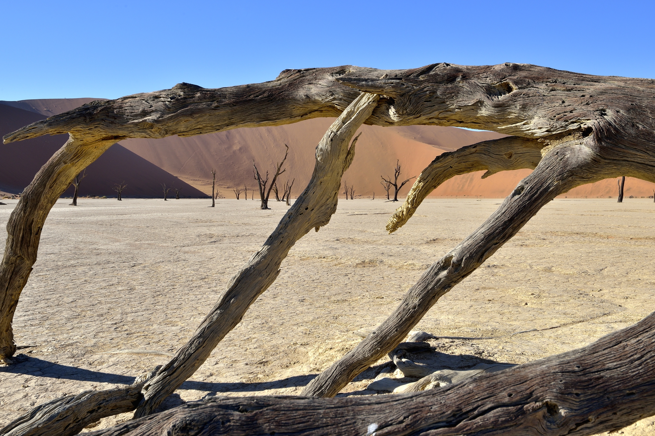 Deserto del Namib - Deadvlei