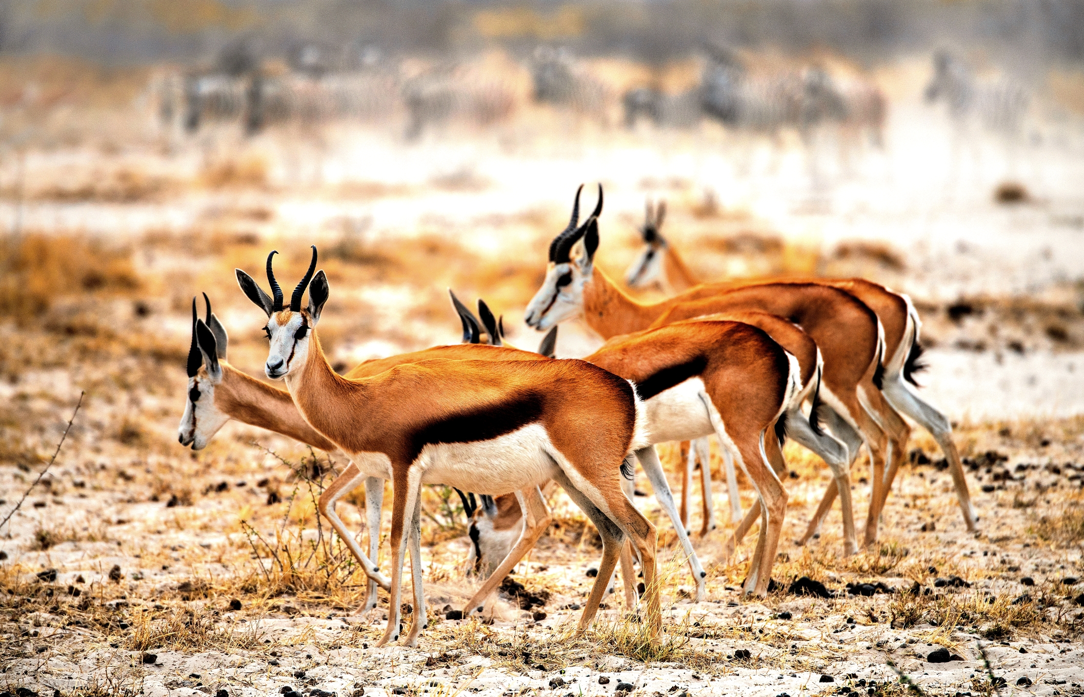 Etosha - Springbok