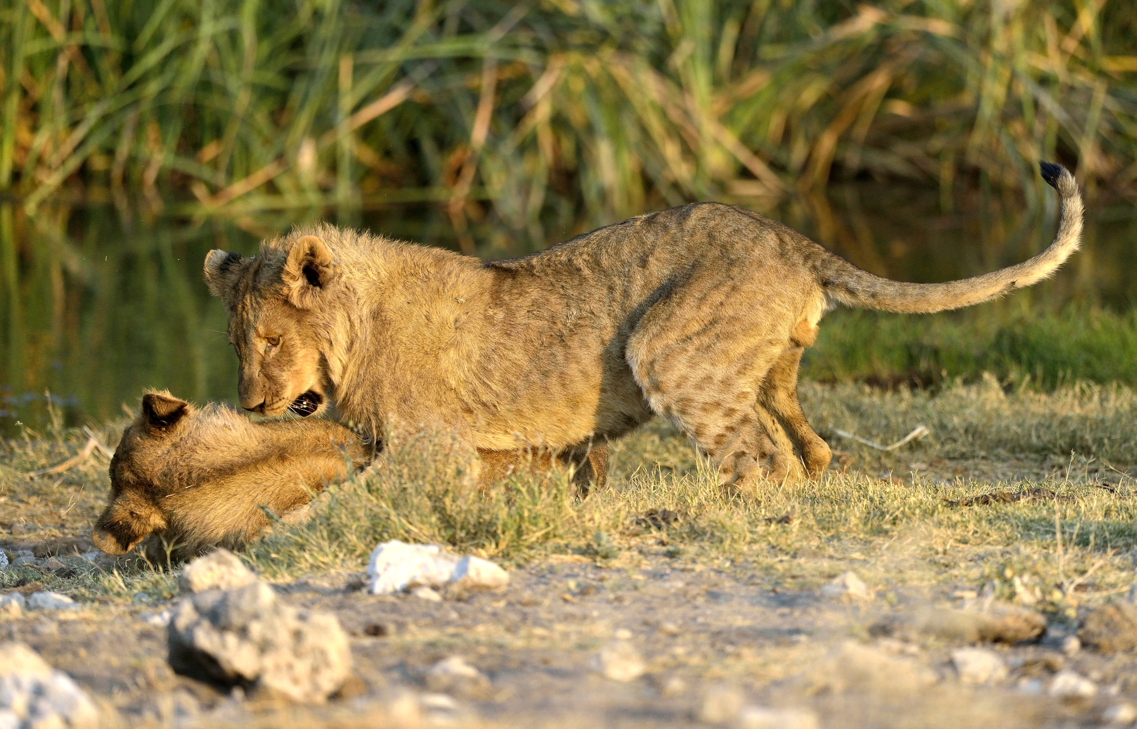 Etosha - Giovani leoni
