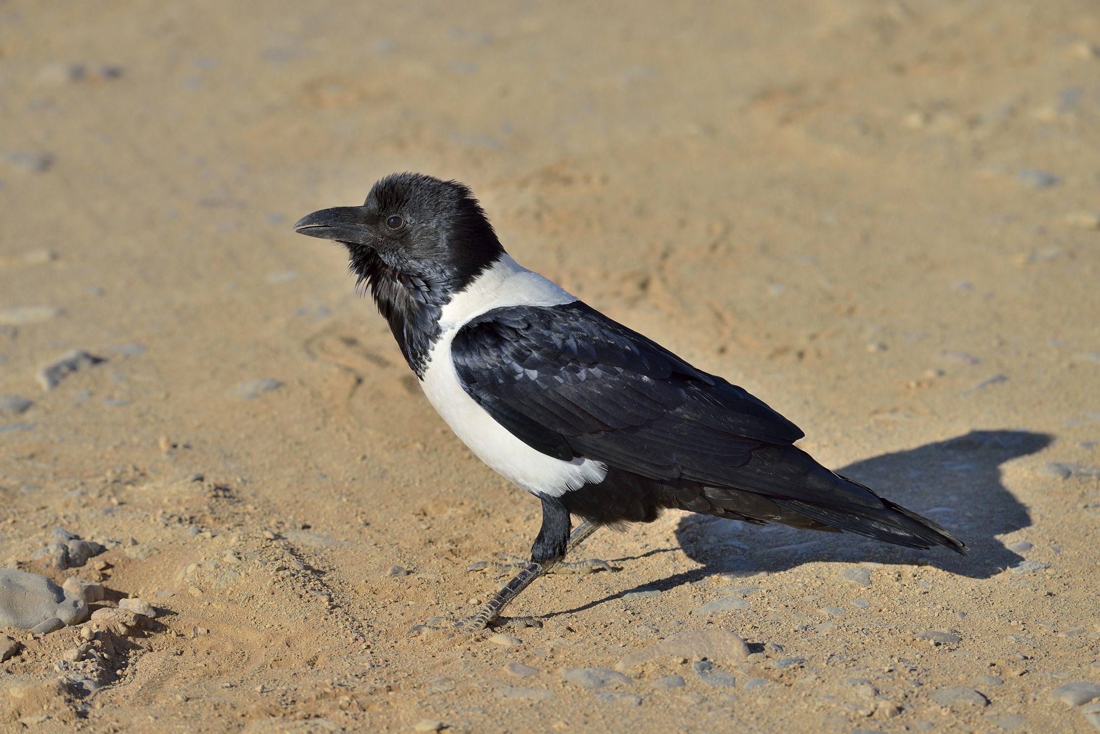 Deserto del Namib - Corvo bianco e nero