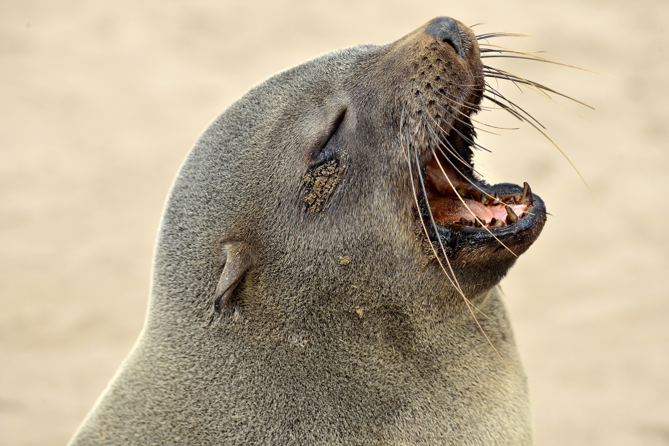 Skeleton Coast - Otaria