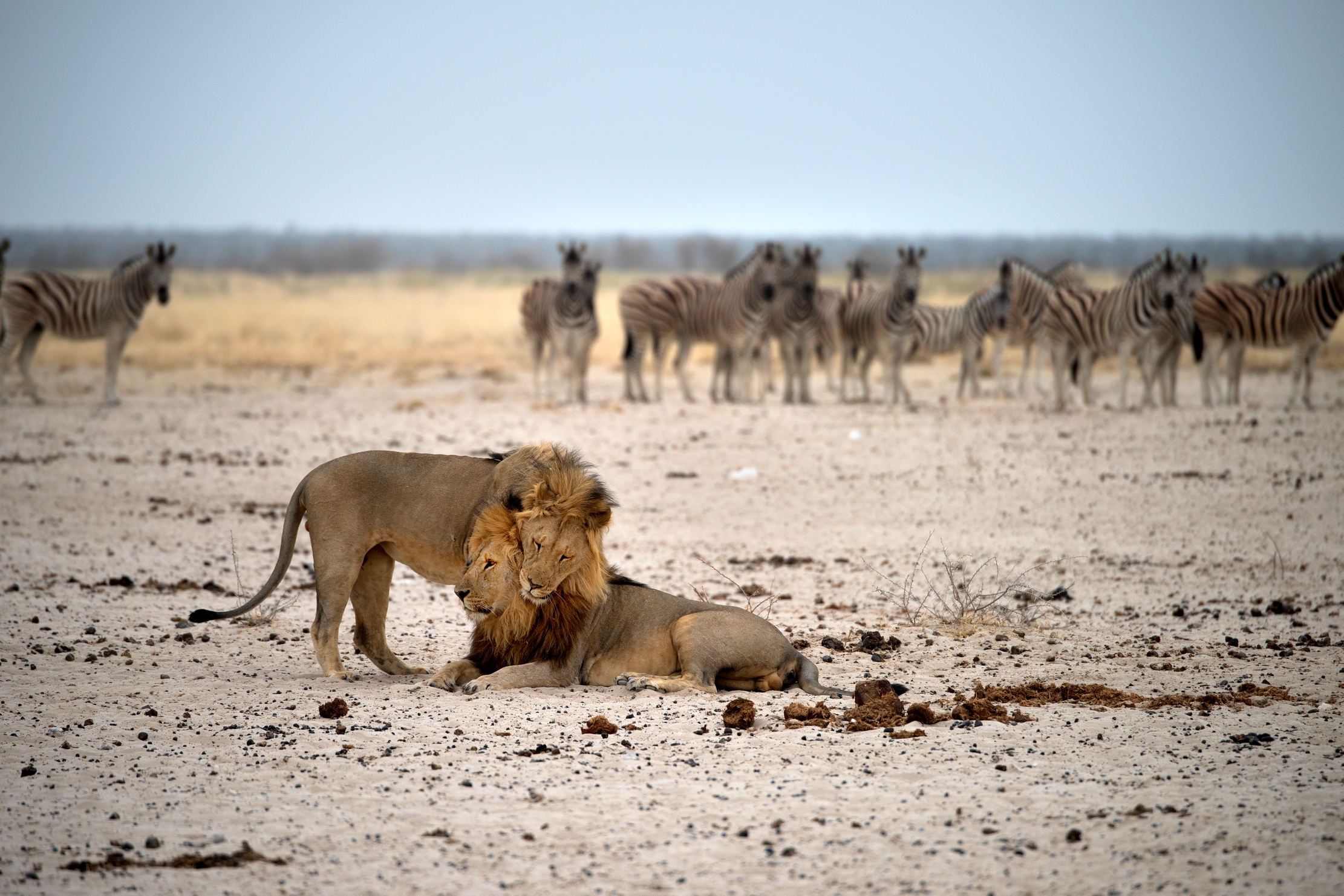 Etosha -Leoni