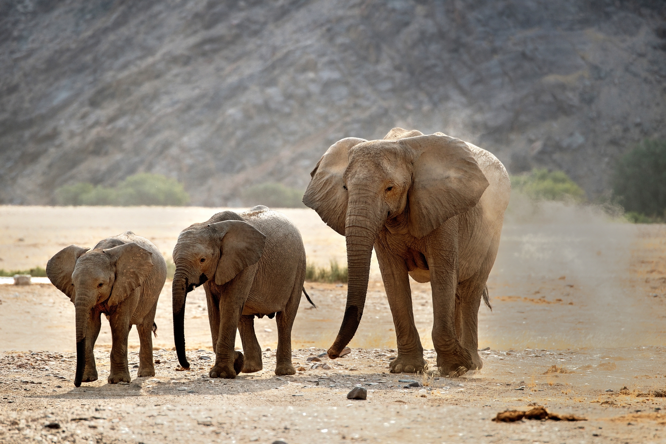 Deserto del Kaokoland - Elefanti