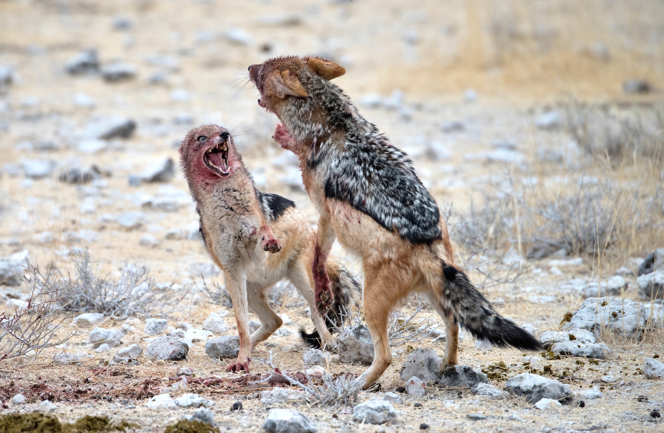 Etosha - Contese tra Sciacalli
