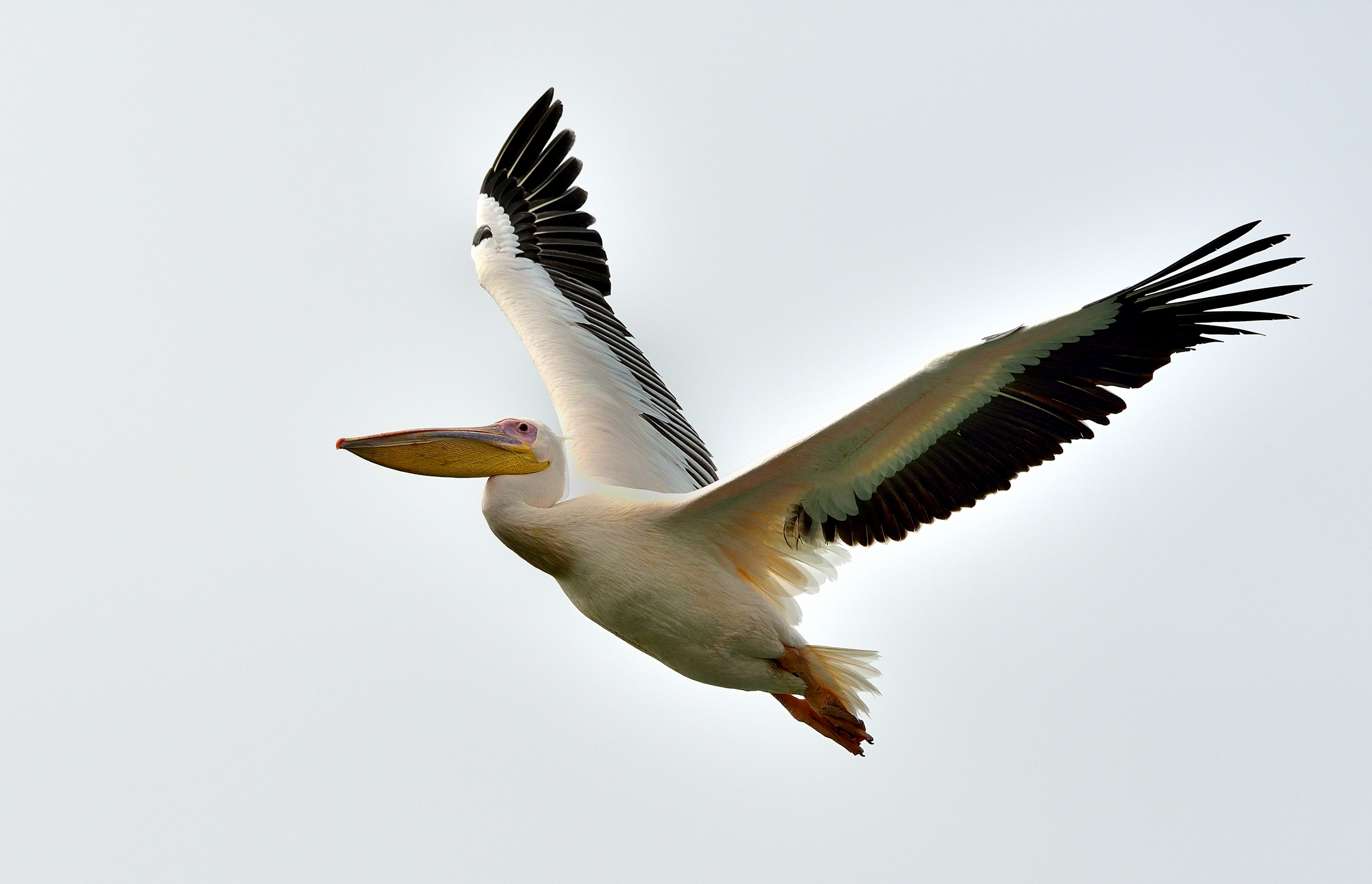 Skeleton Coast - Pellicano