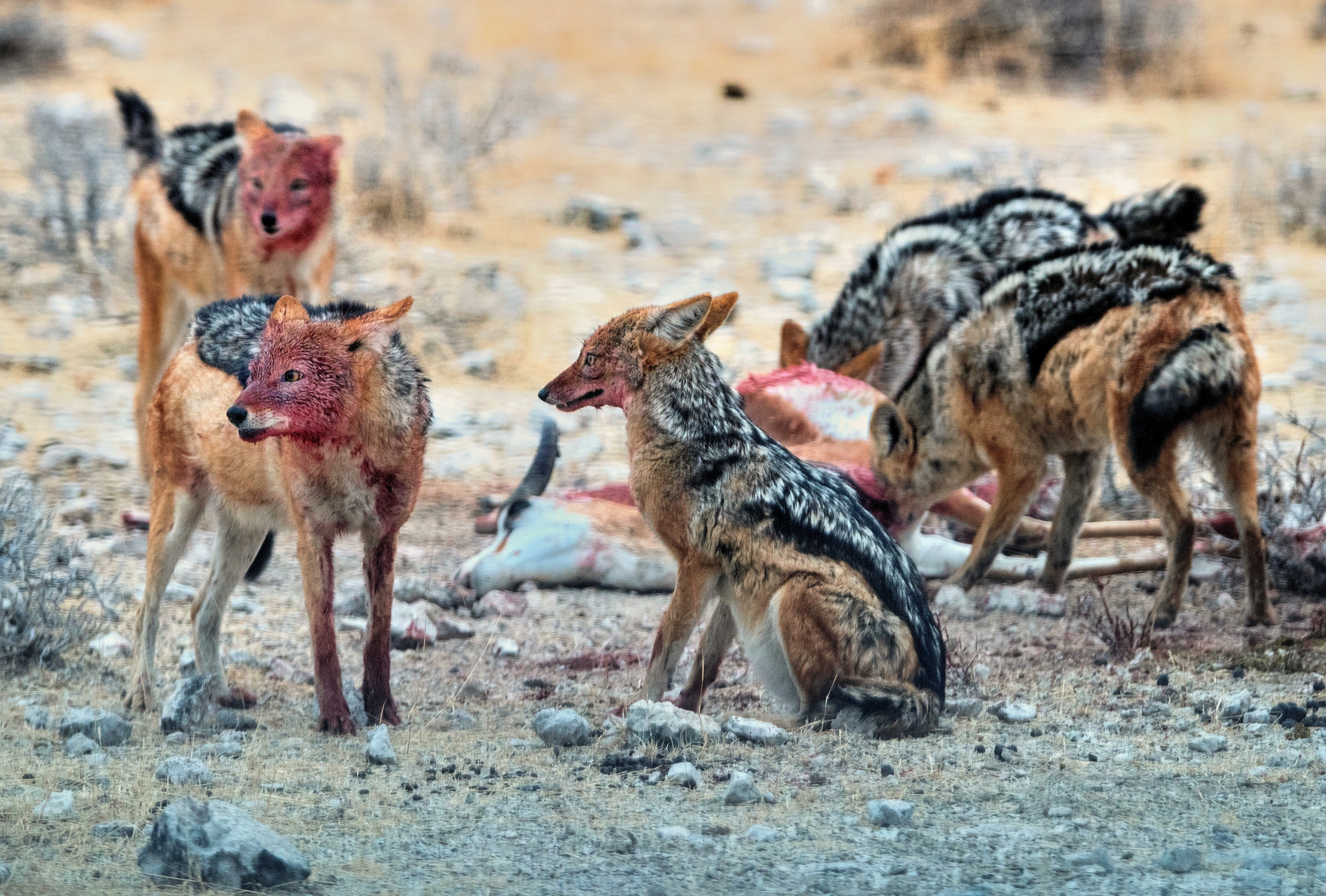 Etosha - Sciacalli
