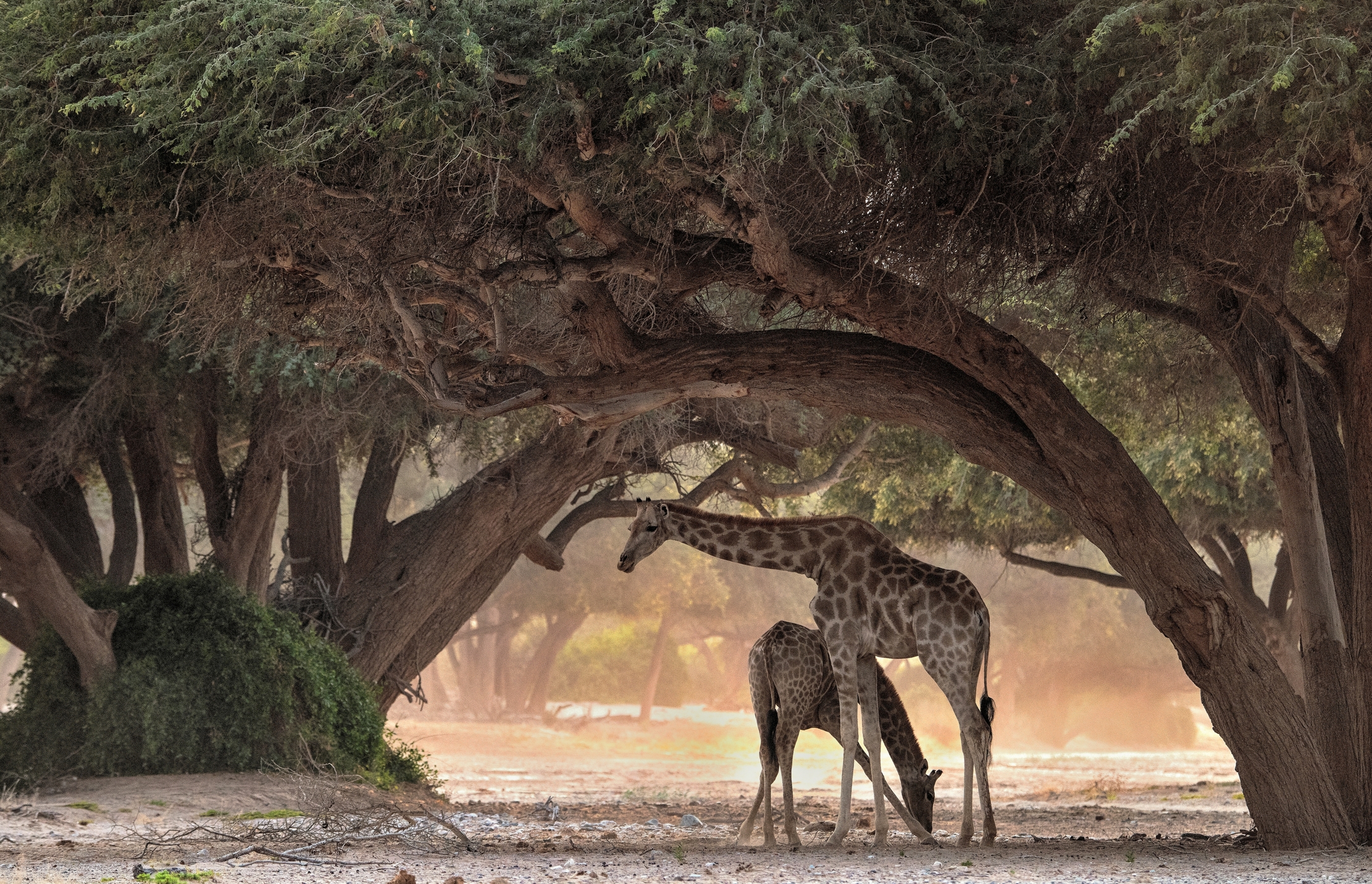 Deserto del Kaokoland - Giraffe