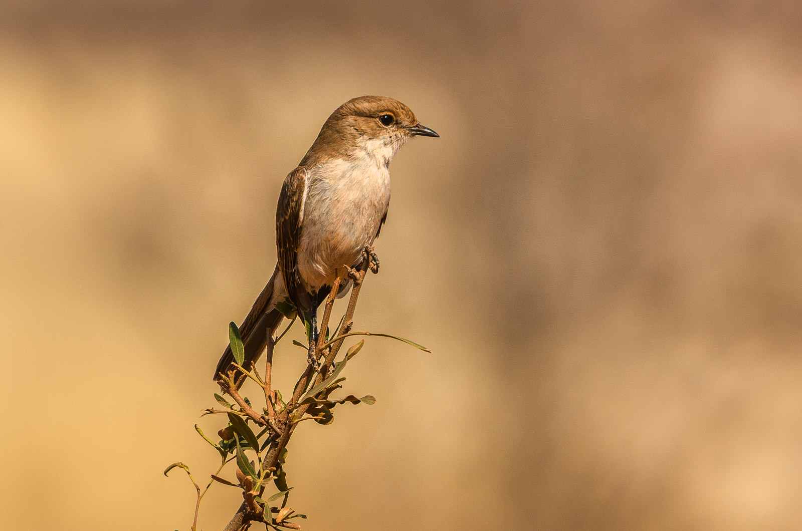 Namibian flycatcher (Bradornis mariquensis)