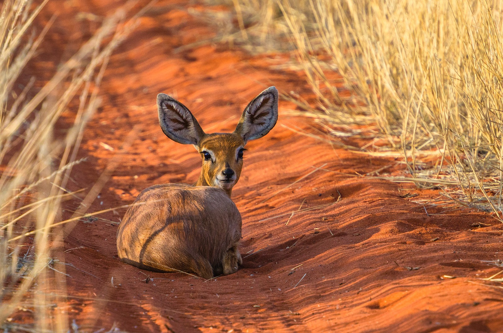 Steenbok female in Kalahari
