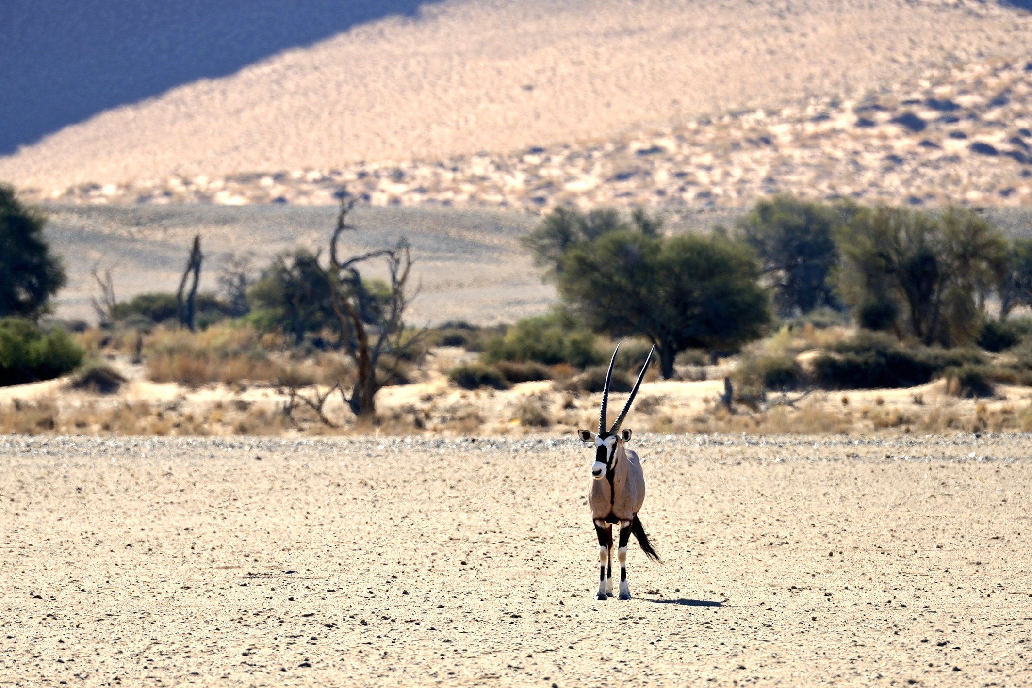 Deserto del Namib - Orix