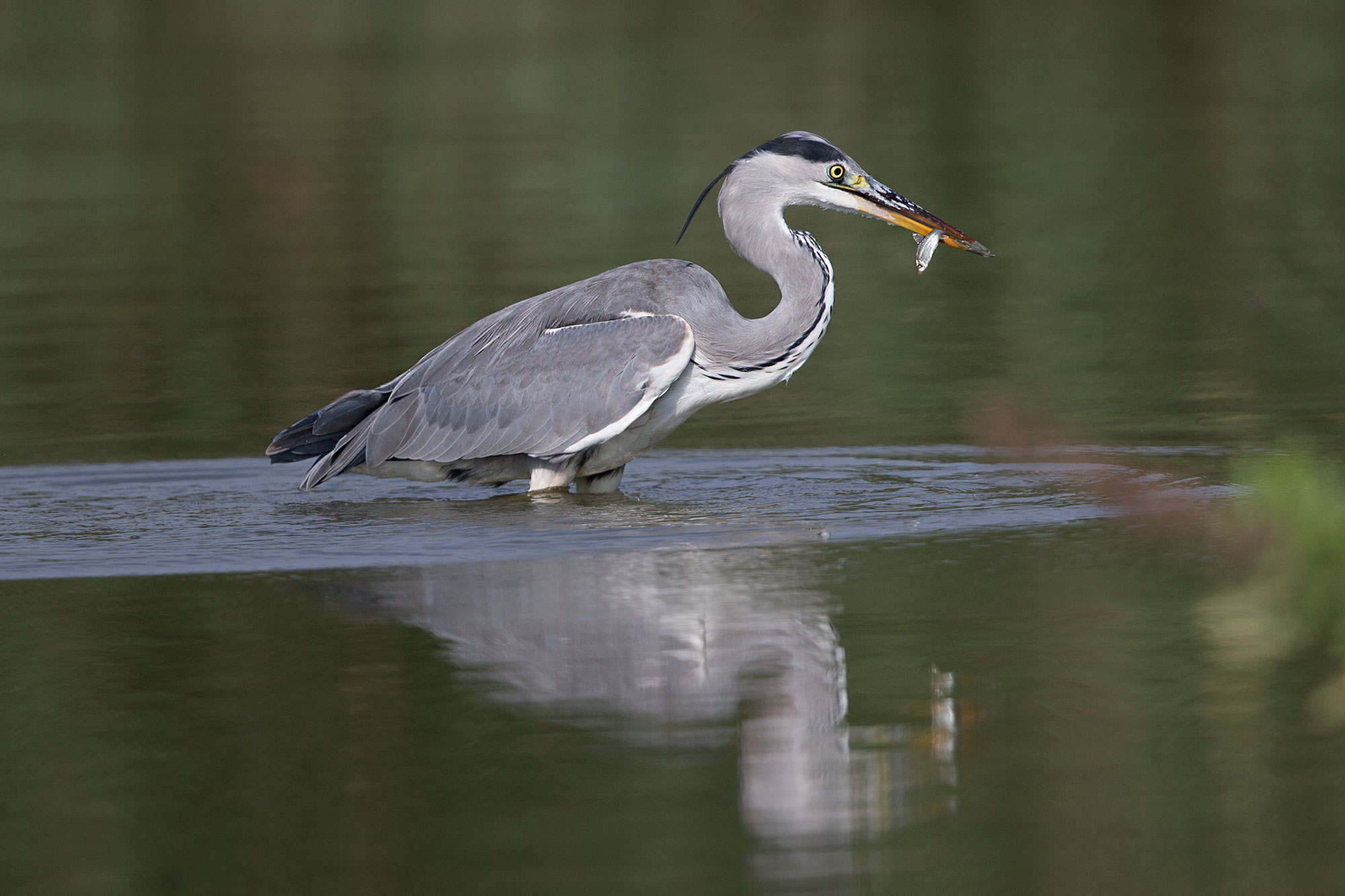 Fishing in high water ... .......