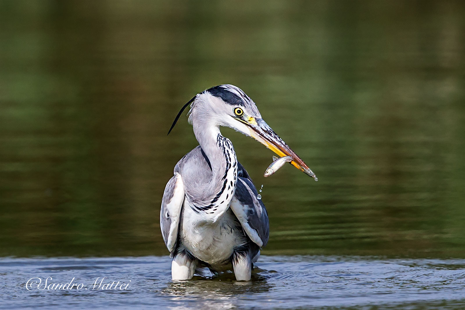 ...le ultime tre gocce d'acqua....