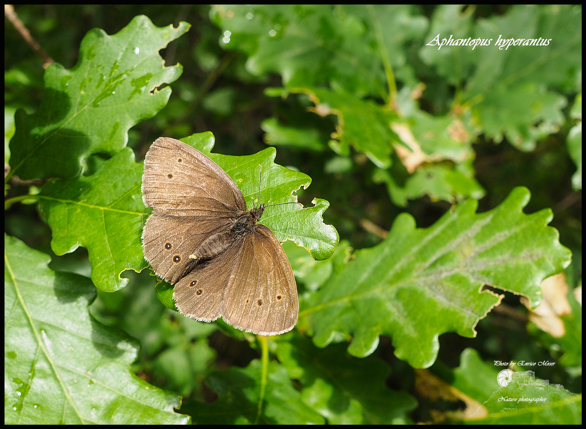Aphantopus hiperantus