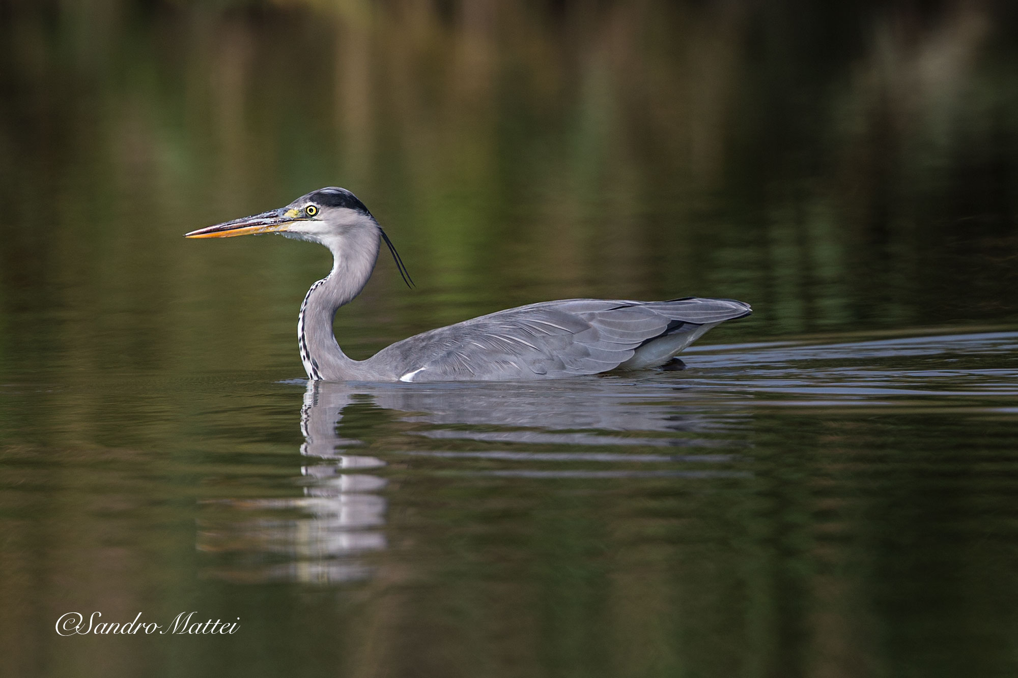 Like a swan .... .....