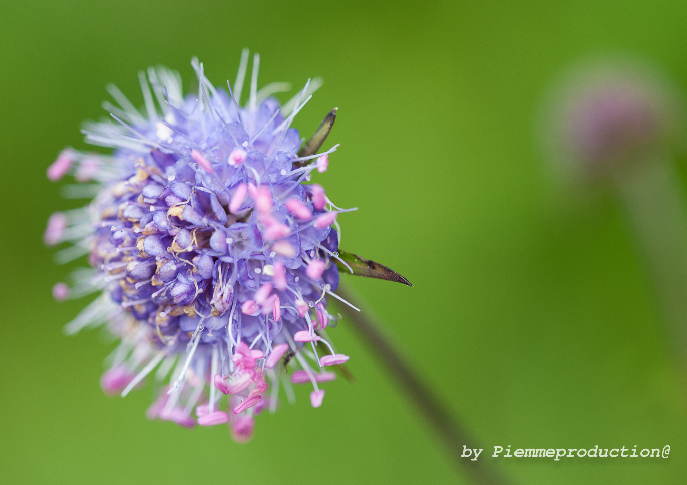 Evidence of macro (2)