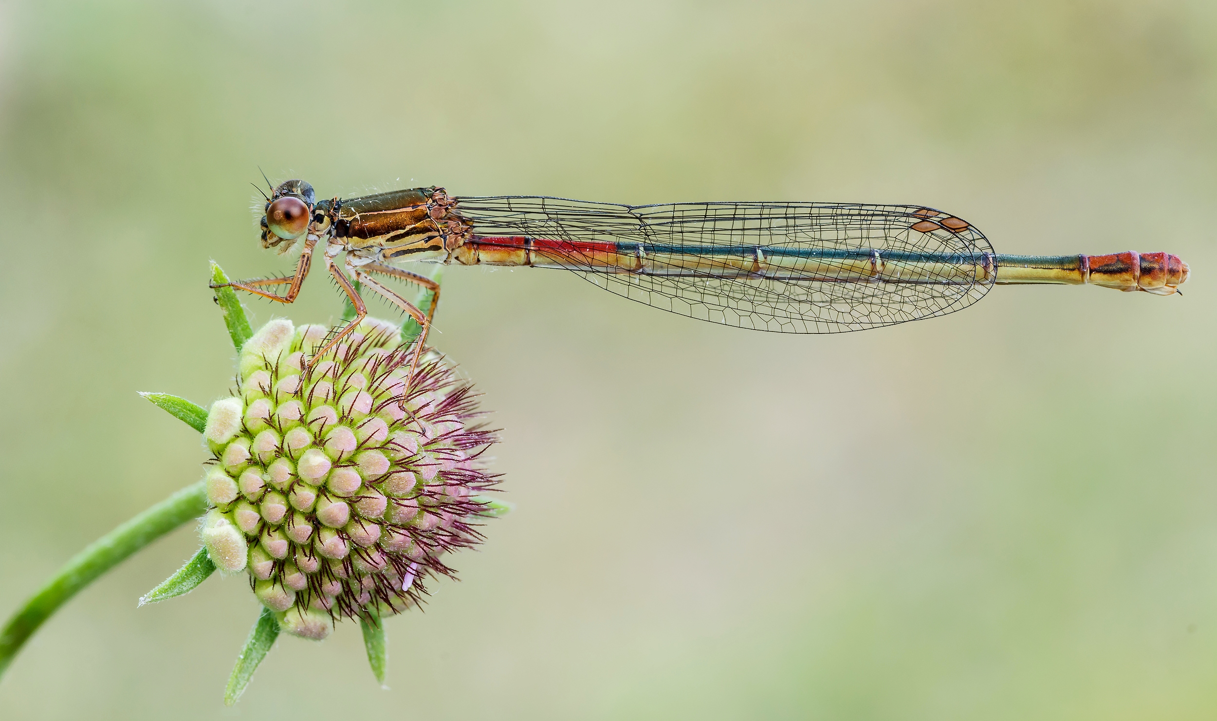 Ceriagron Tenellum fem.