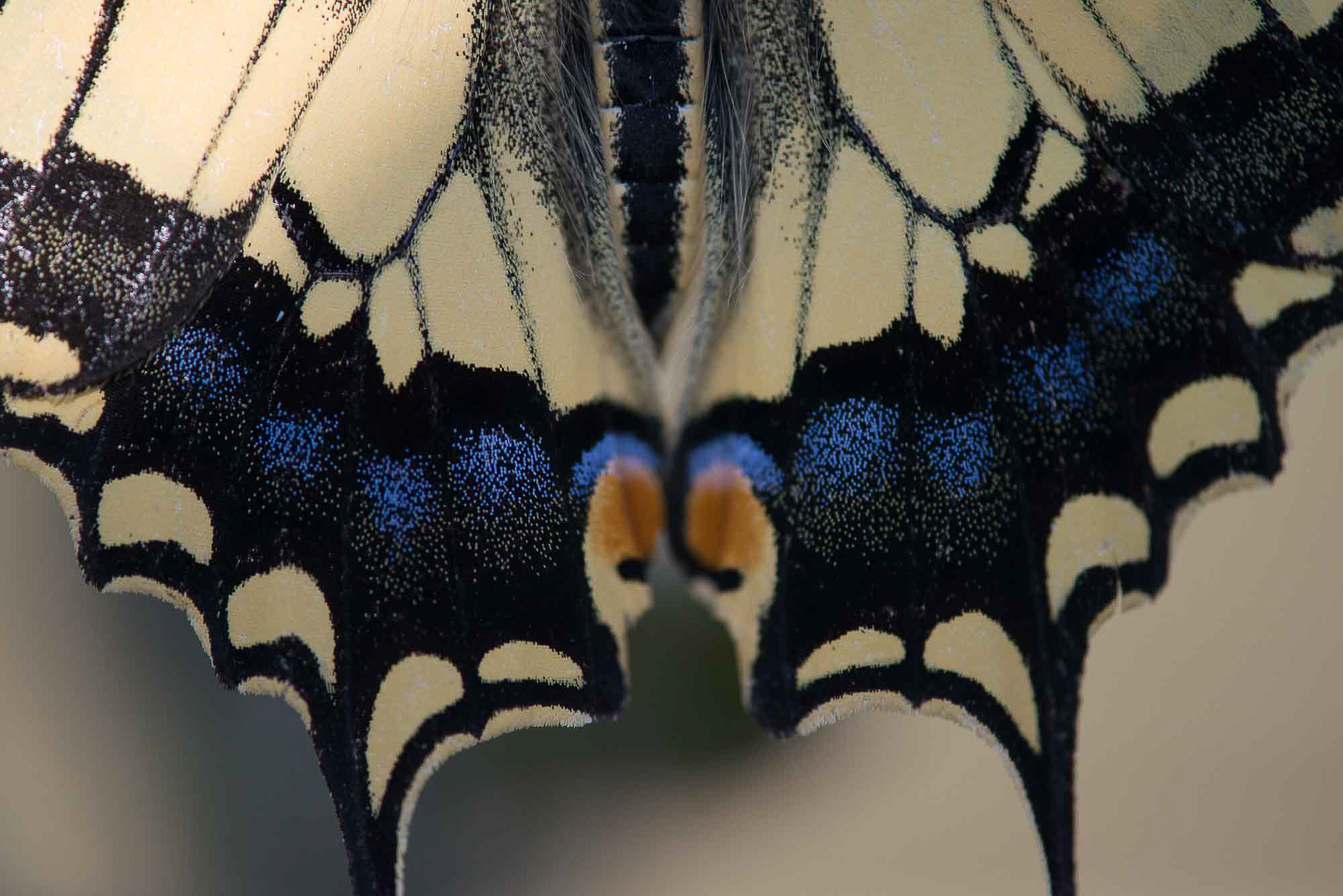 macaone (particolare)