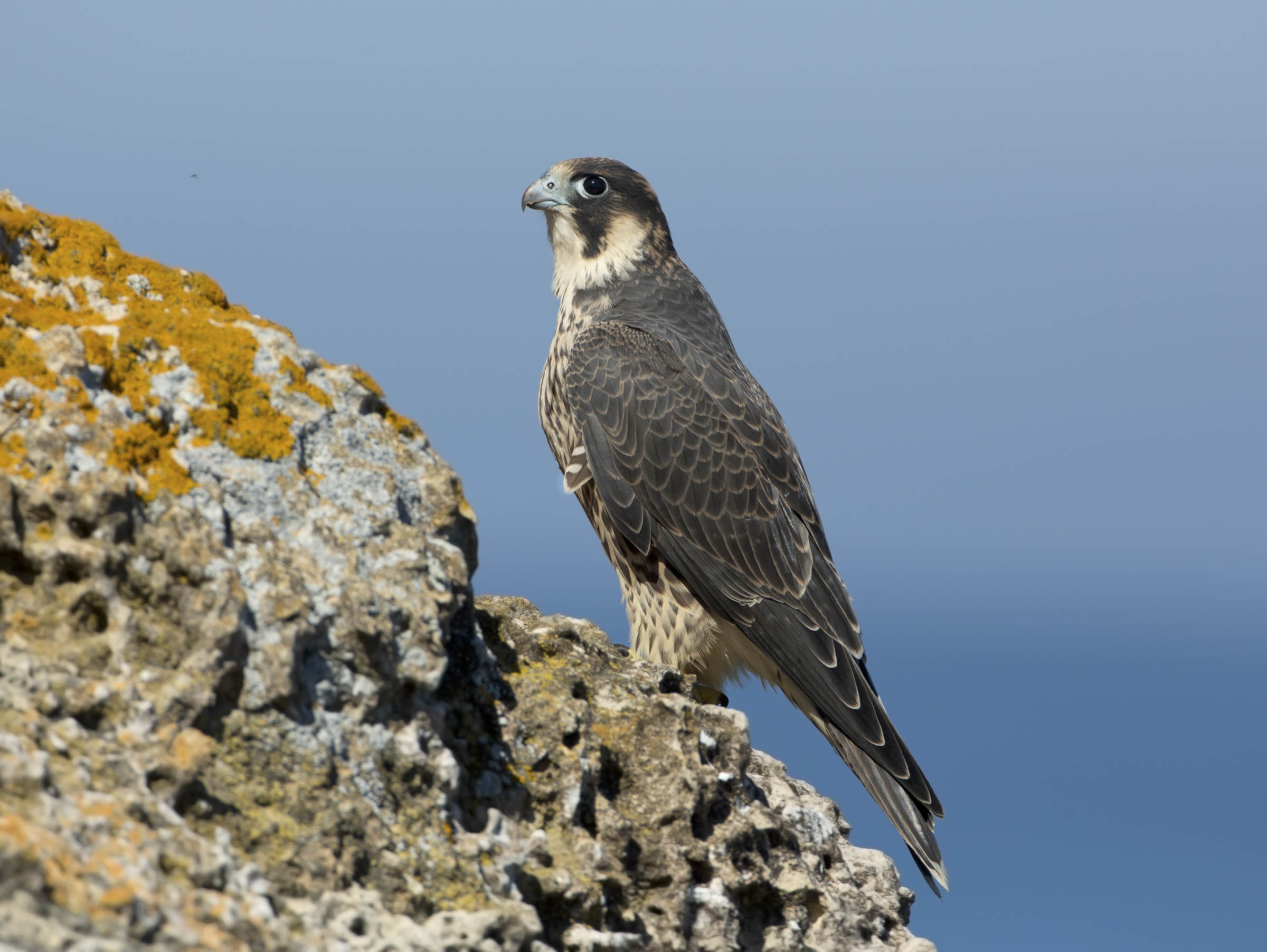 falco pellegrino giovane