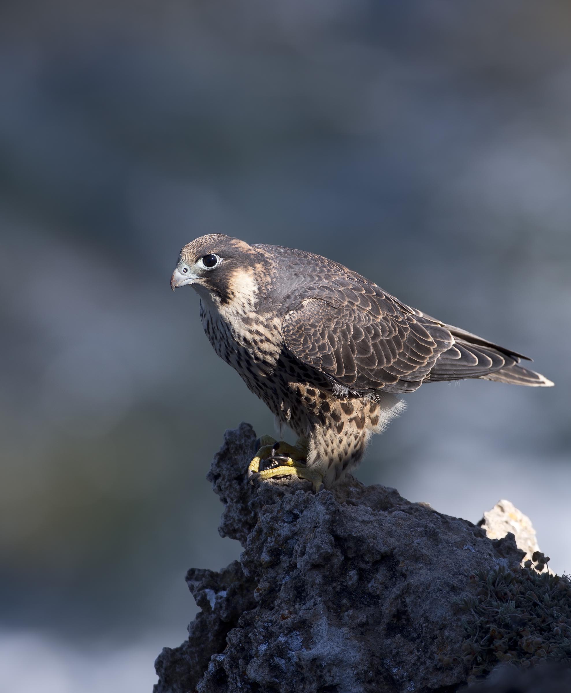 falco pellegrino giovane