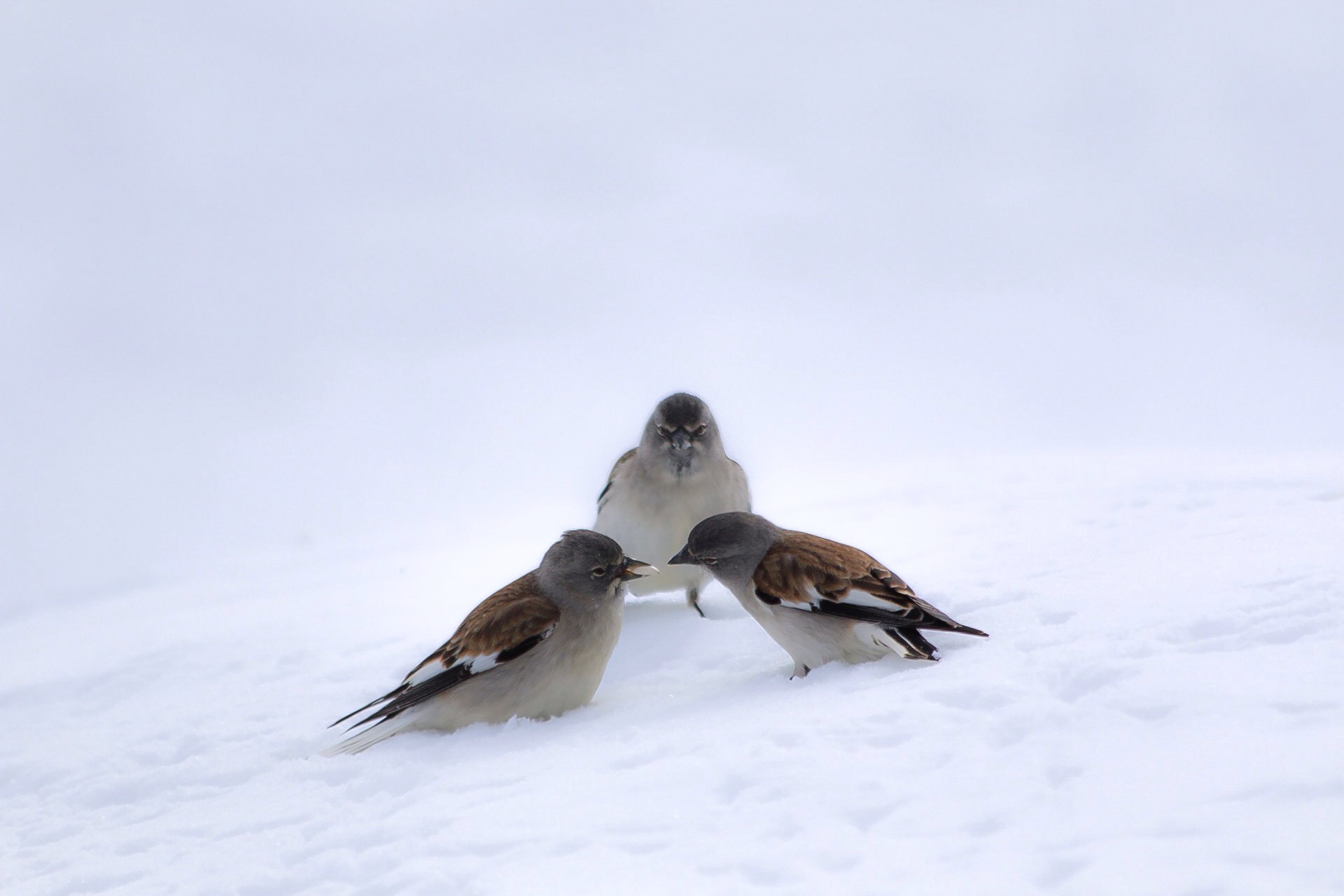 Bacio con terzo incomodo
