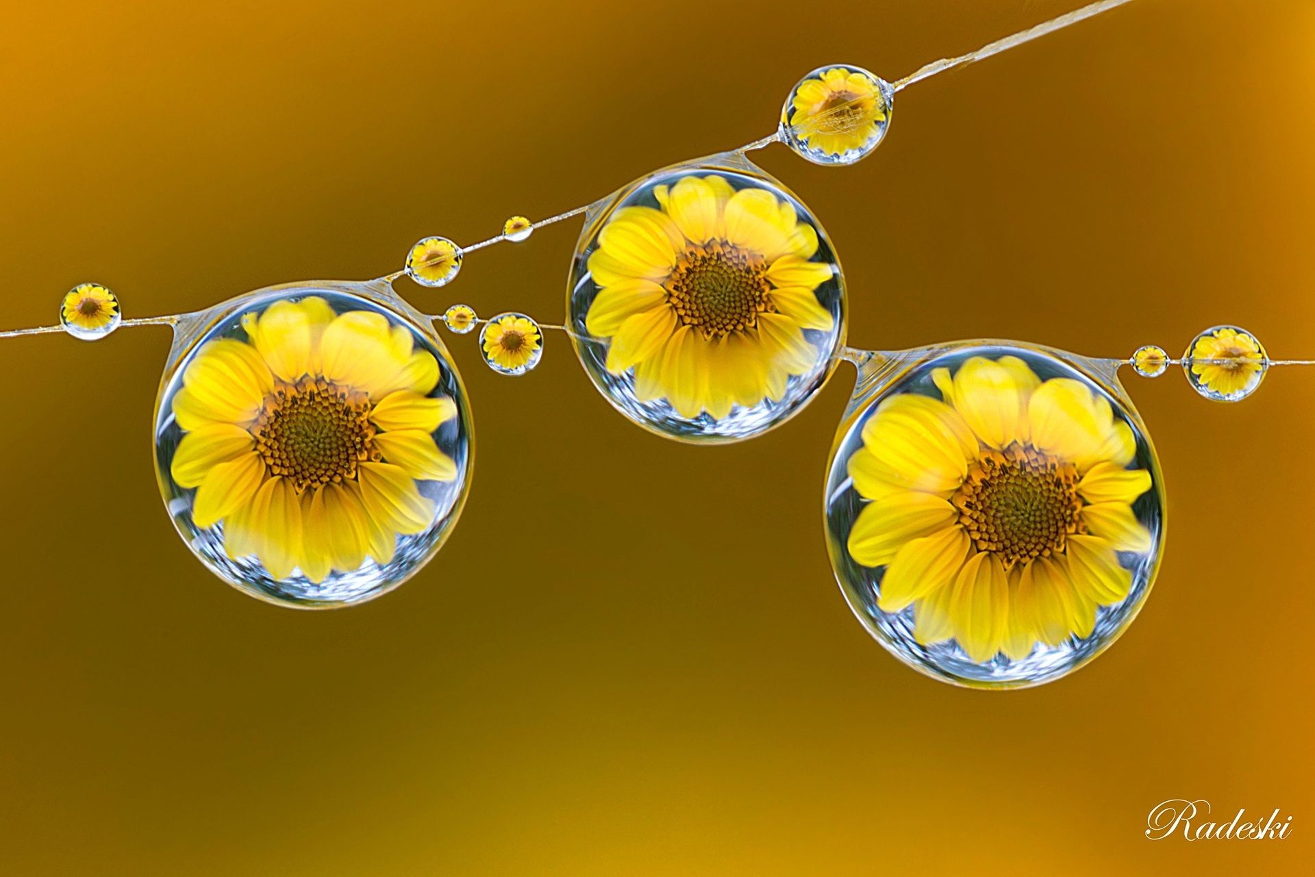 Spider Web gocciolosa