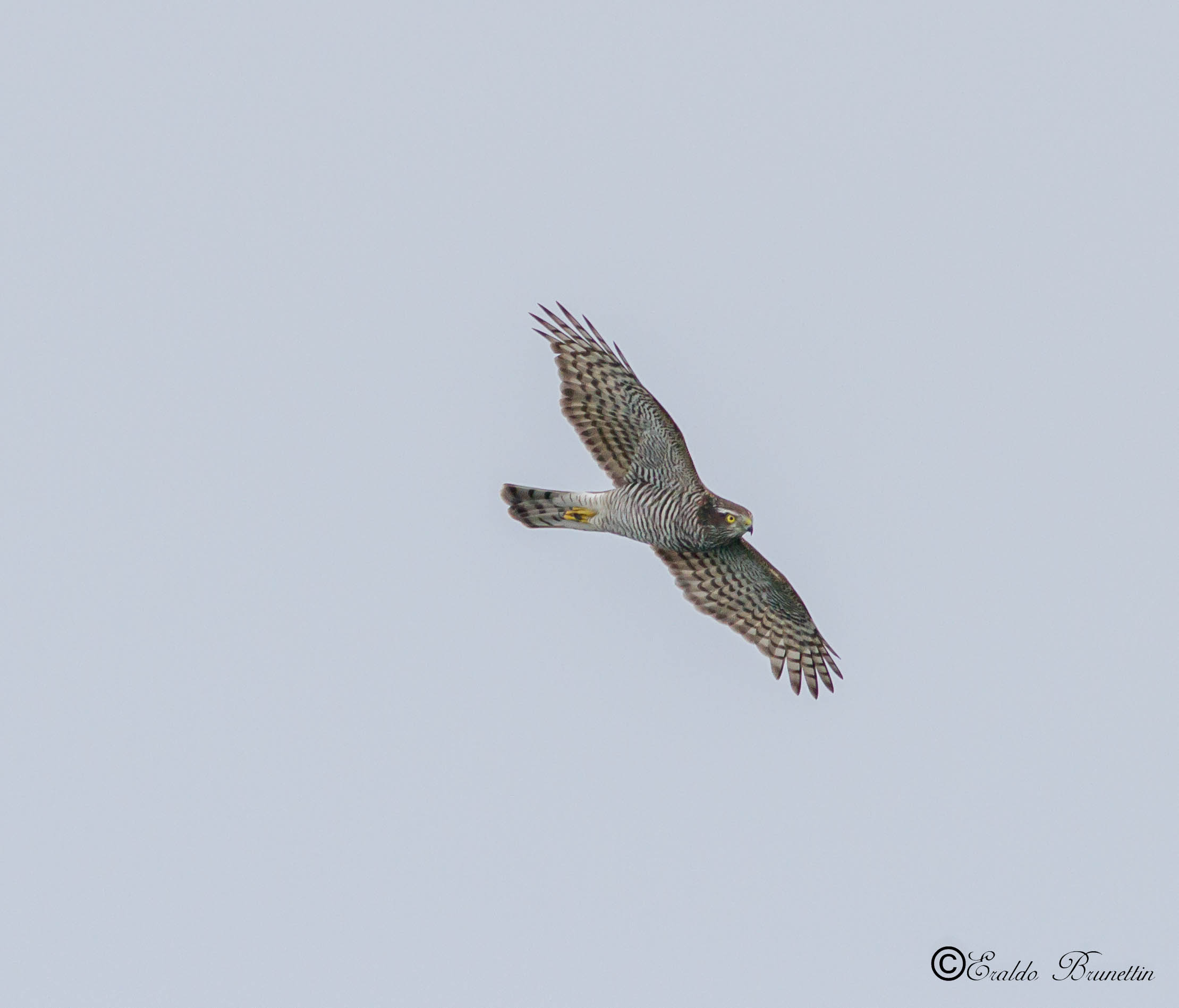 Sparrowhawk, female (Accipiter nisus)