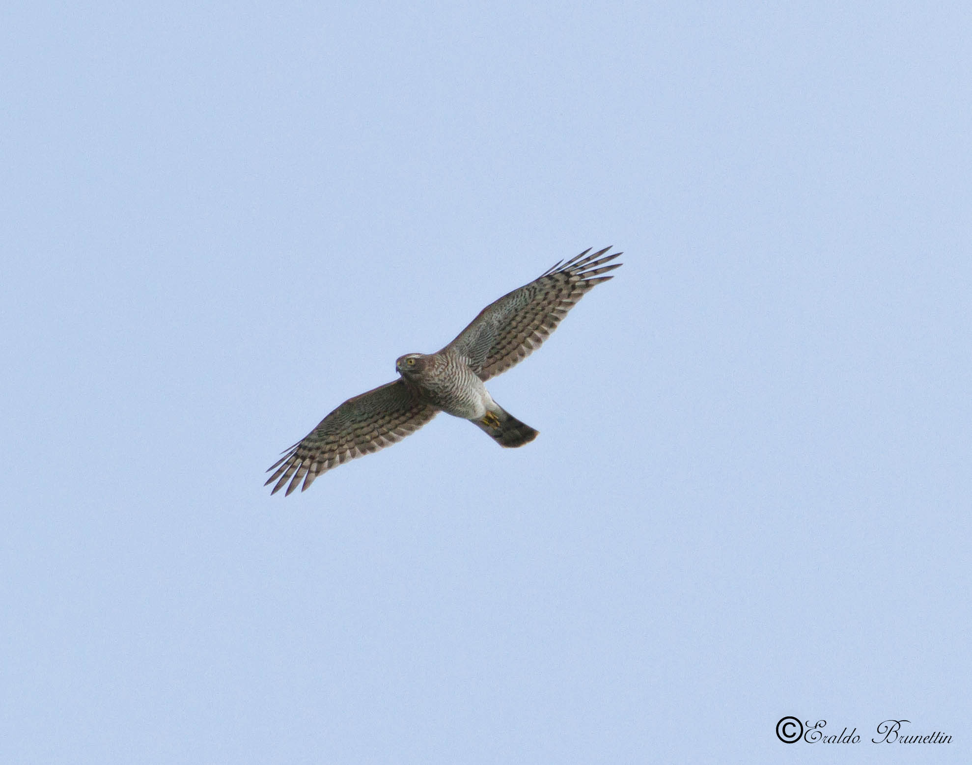 Sparrowhawk, female (Accipiter nisus)