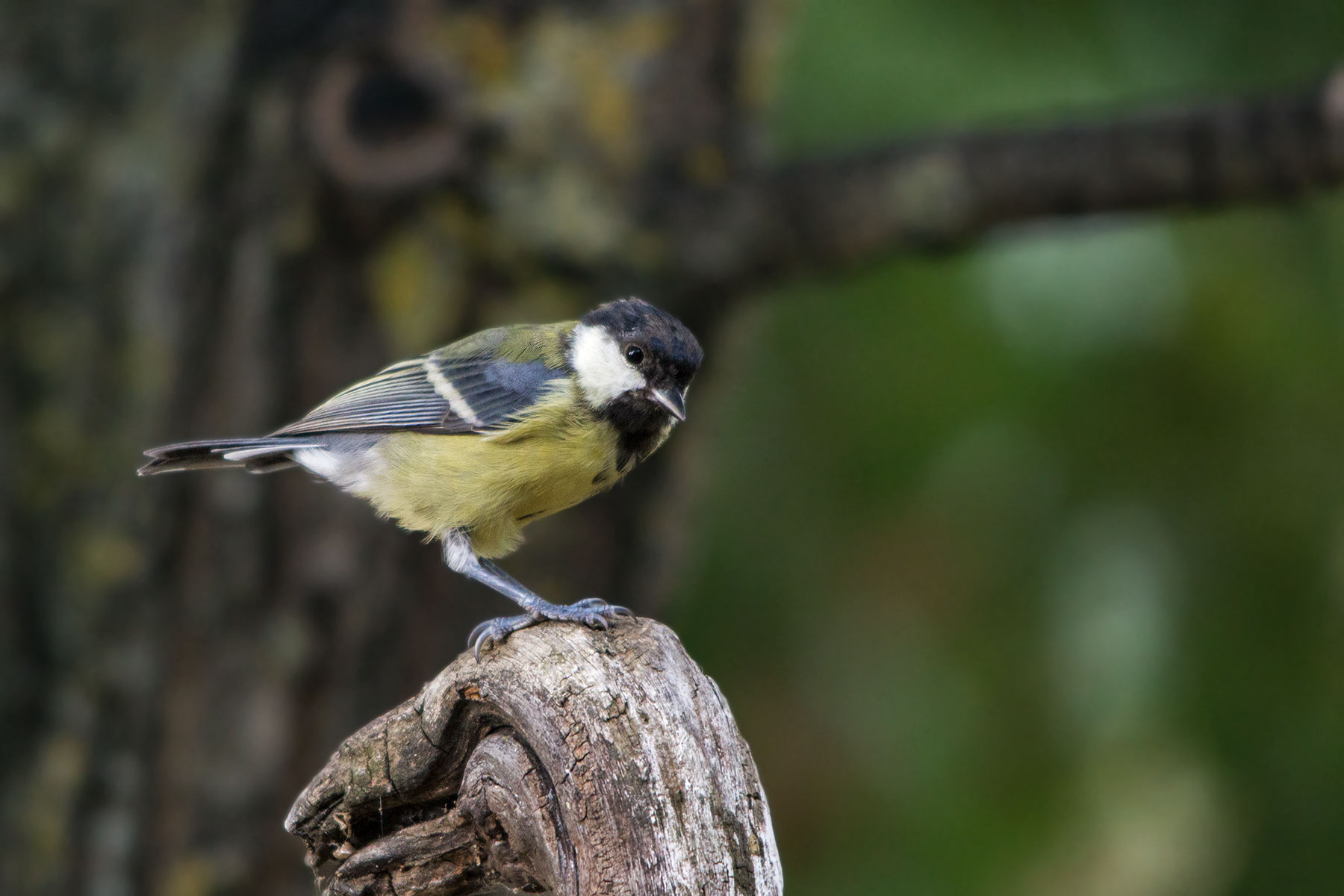 Great Tit