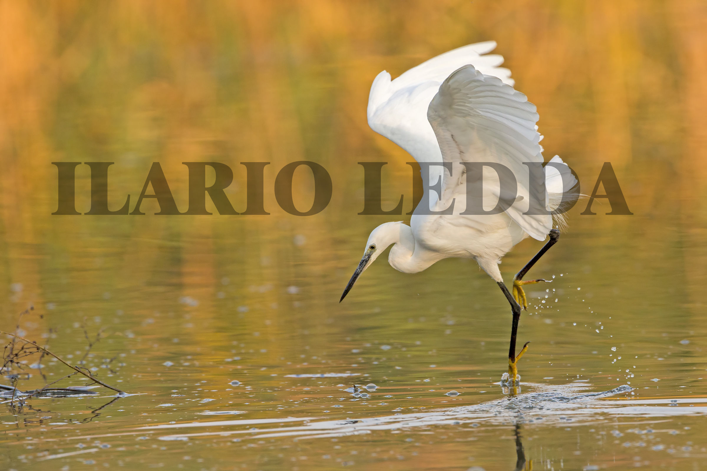 la danza della garzetta 2