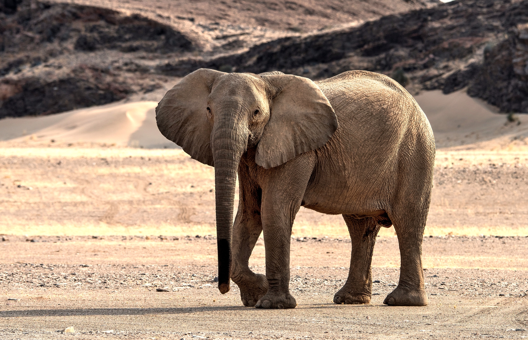 Deserto del Kaokoland - Elefante