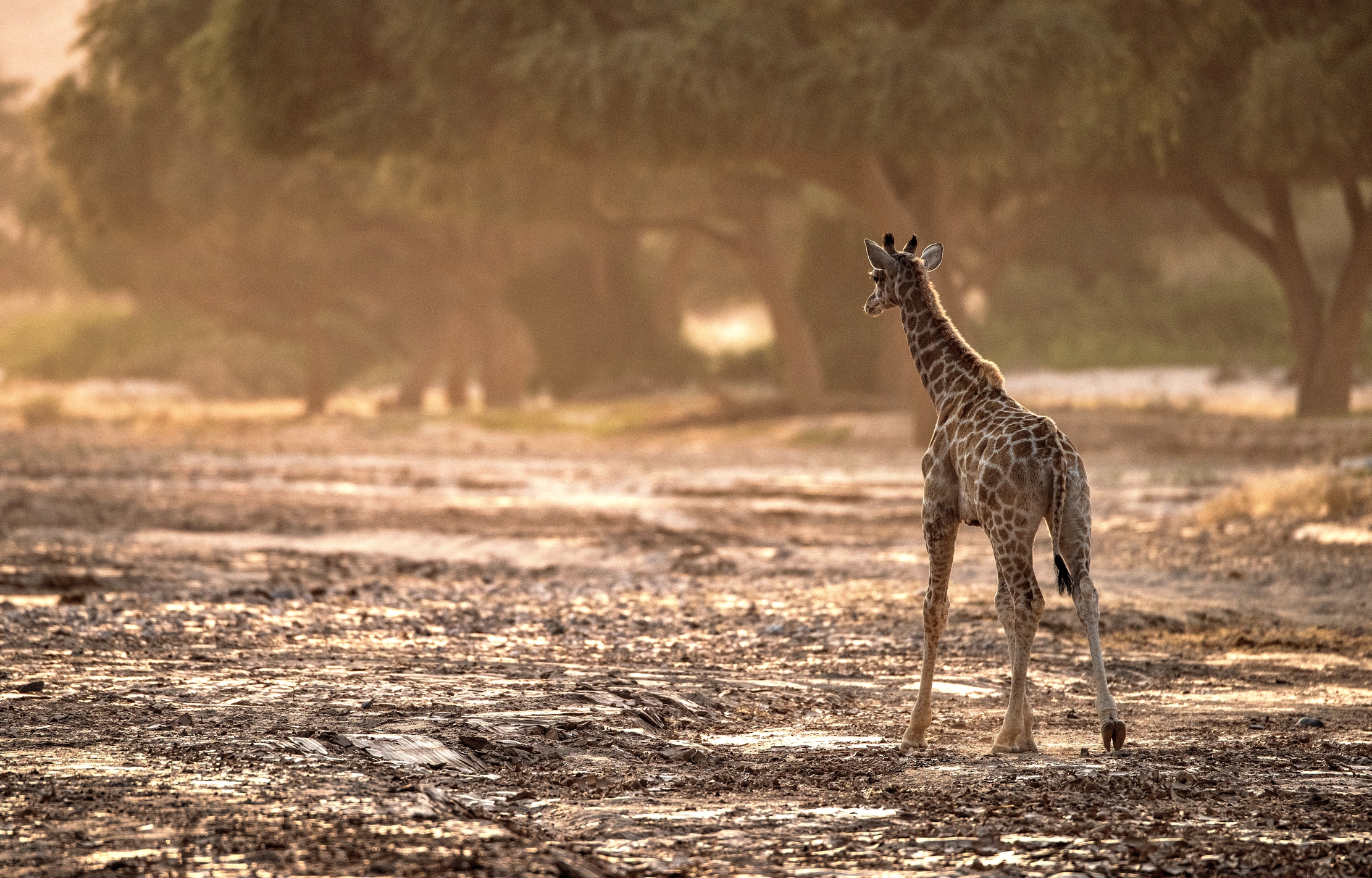 Deserto del Kaokoland - Piccola Giraffa