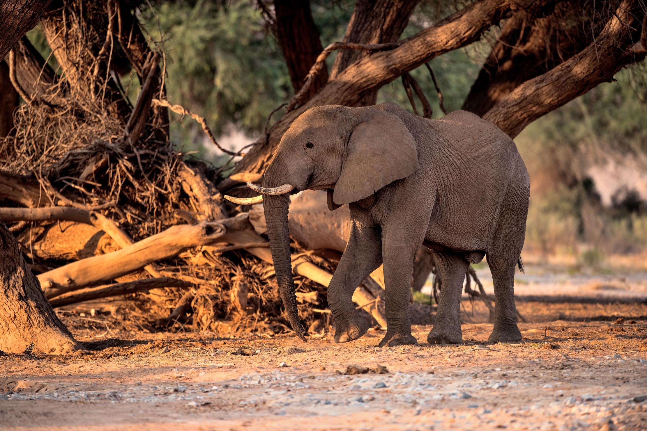Deserto del Kaokoland - Elefante