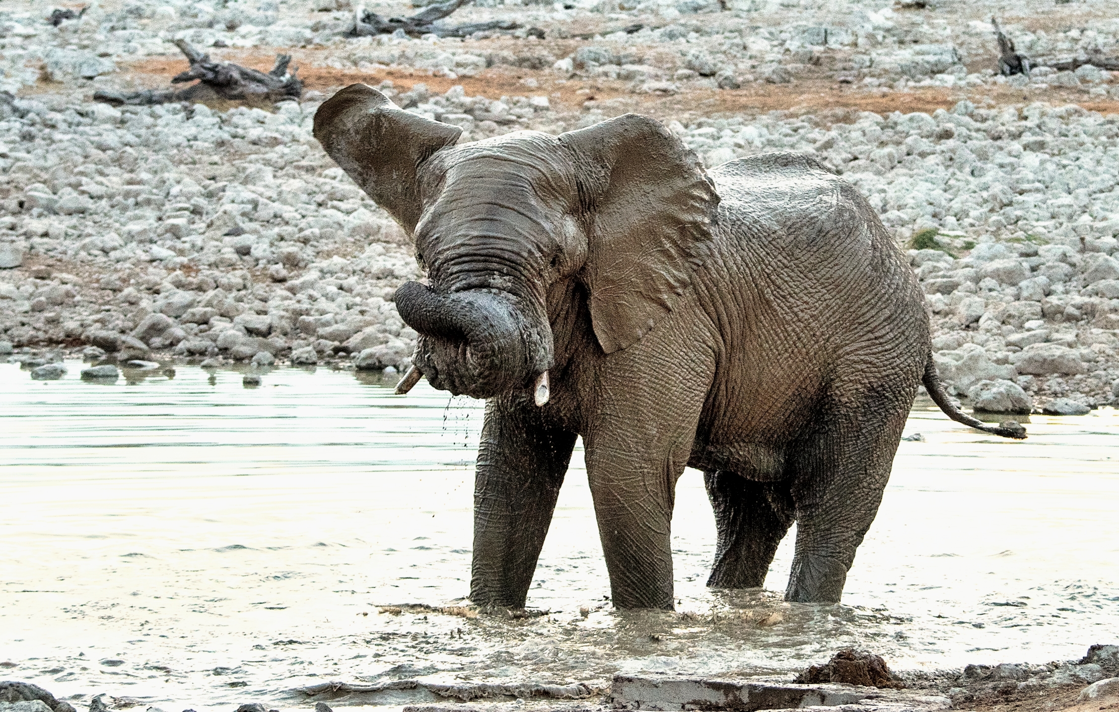Etosha - Elefante alla pozza a tarda sera