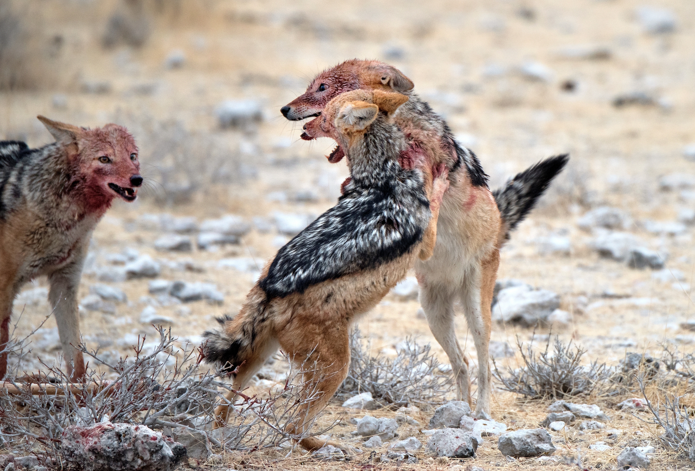 Etosha - Contesa tra sciacalli