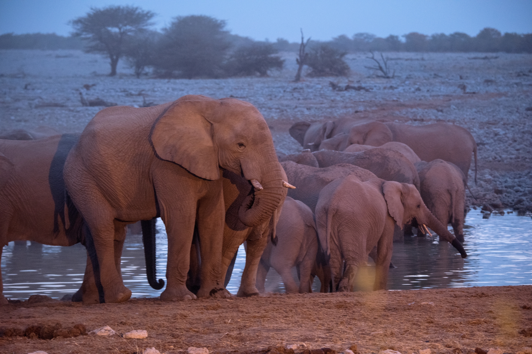Etosha - Elefanti alla pozza a tarda sera