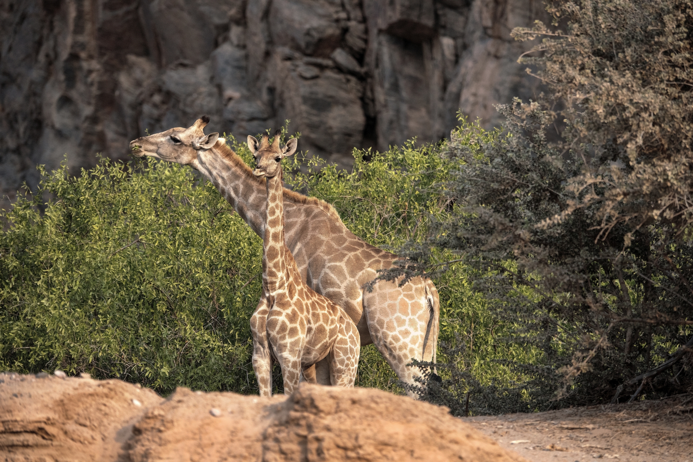 Deserto del Kaokoland - Giraffe