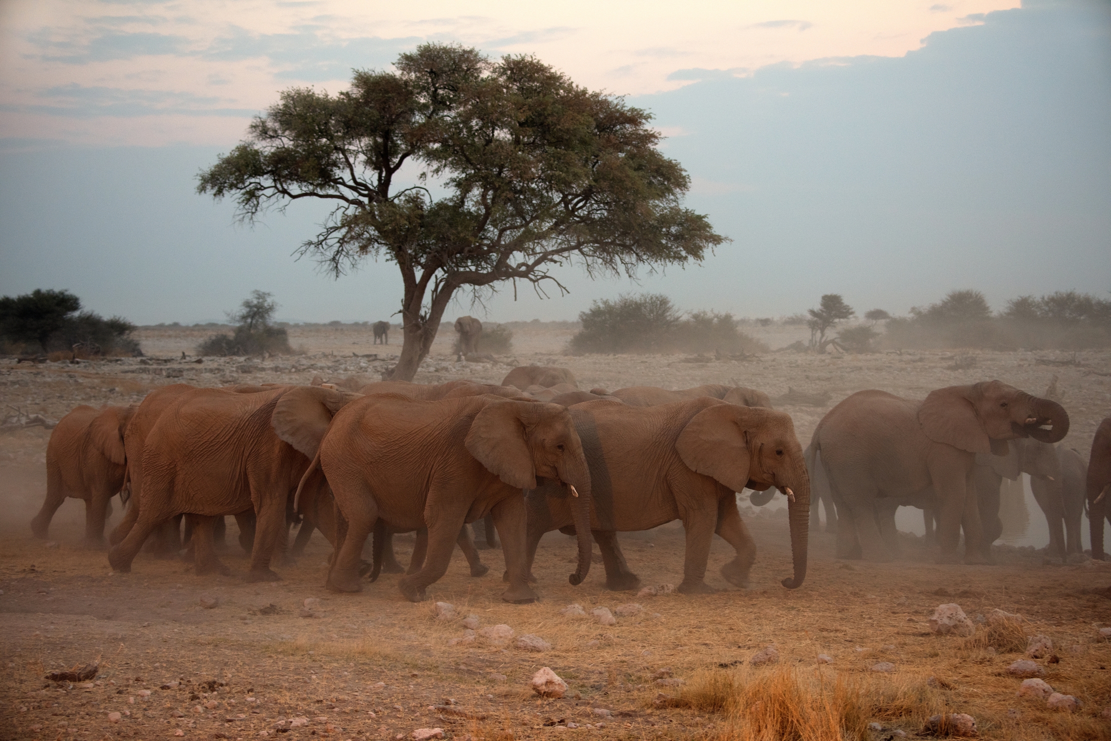 Etosha - Elefanti alla pozza a tarda sera