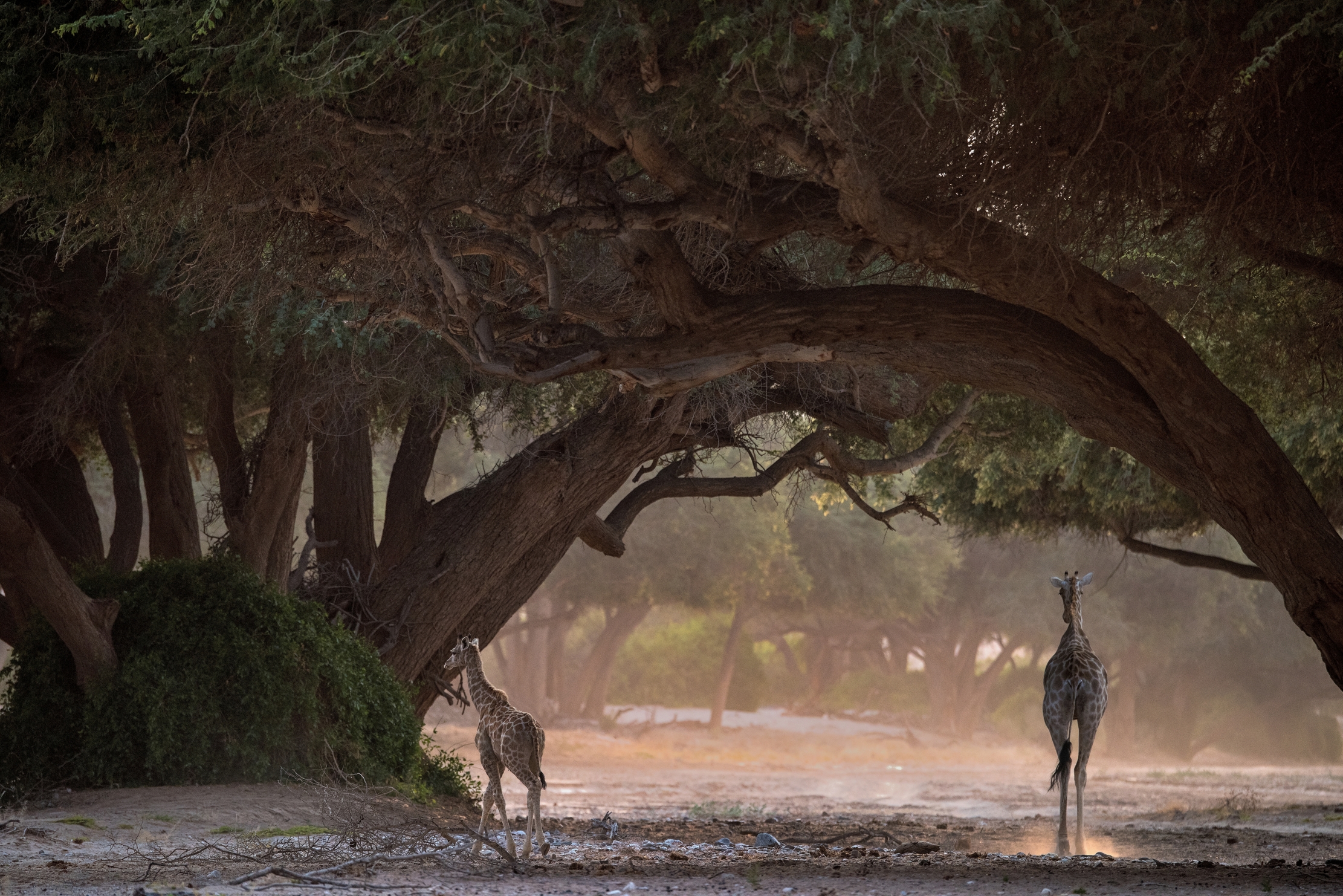 Deserto del Kaokoland - Giraffe