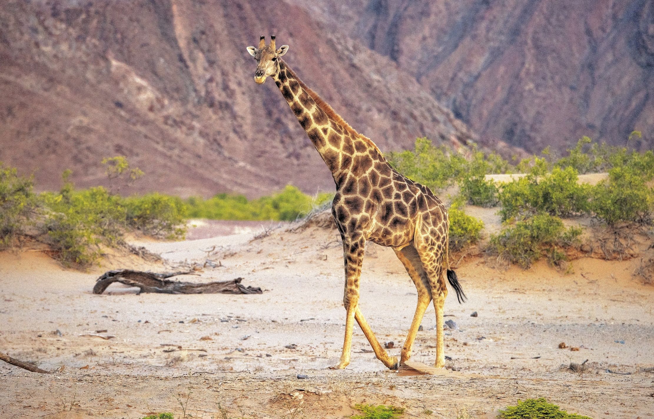 Deserto del Kaokoland - Giraffa