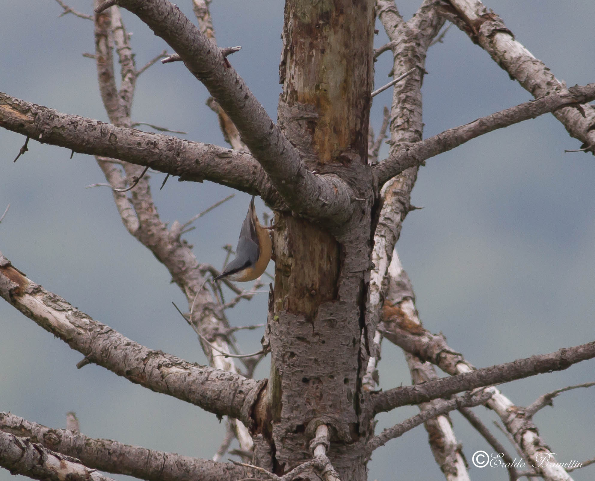 Nuthatch (Sitta europaea)