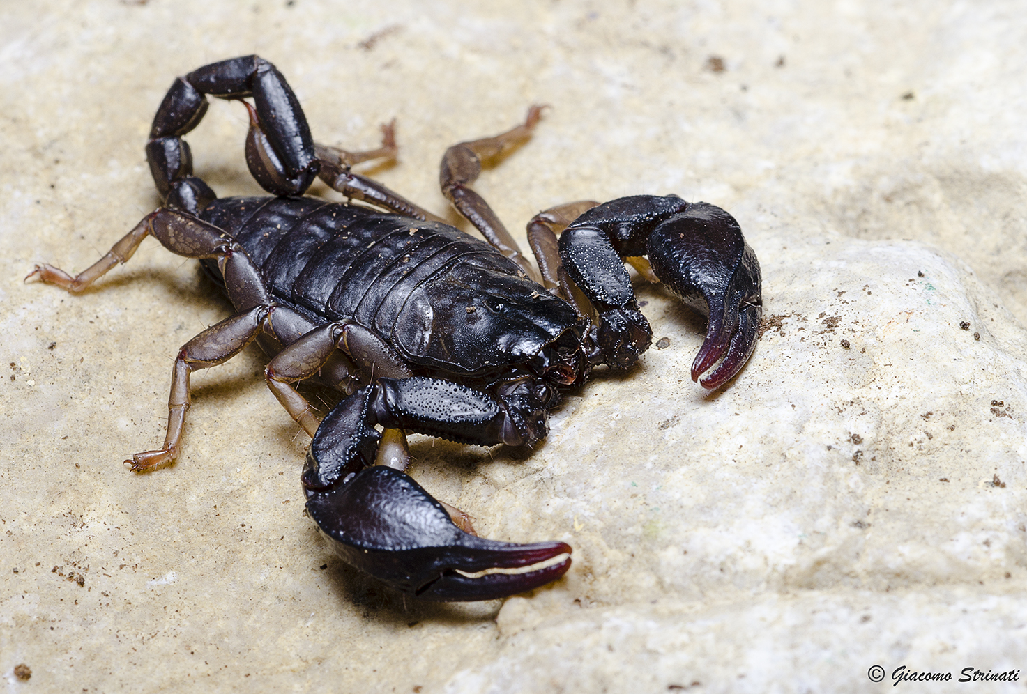 Euscorpius italicus (Herbst, 1800)