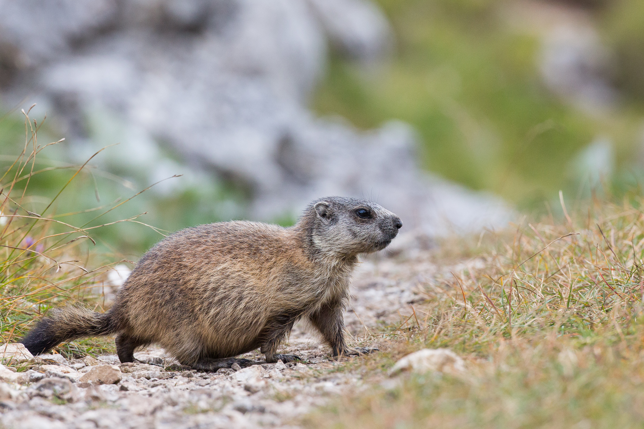 Caution, crossing Marmotte