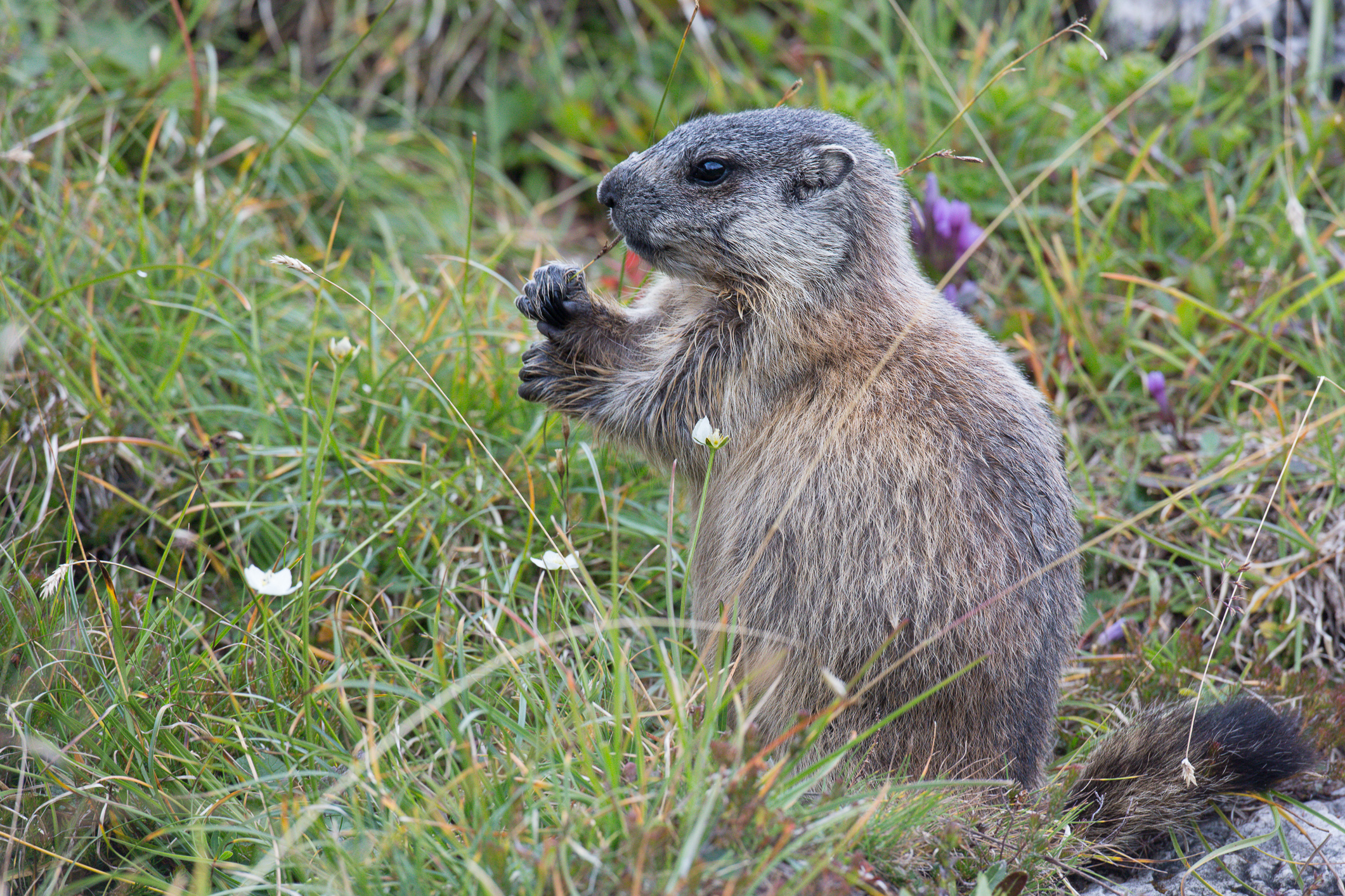 Io intanto che mi fotografi, sgranocchio qualcosa...
