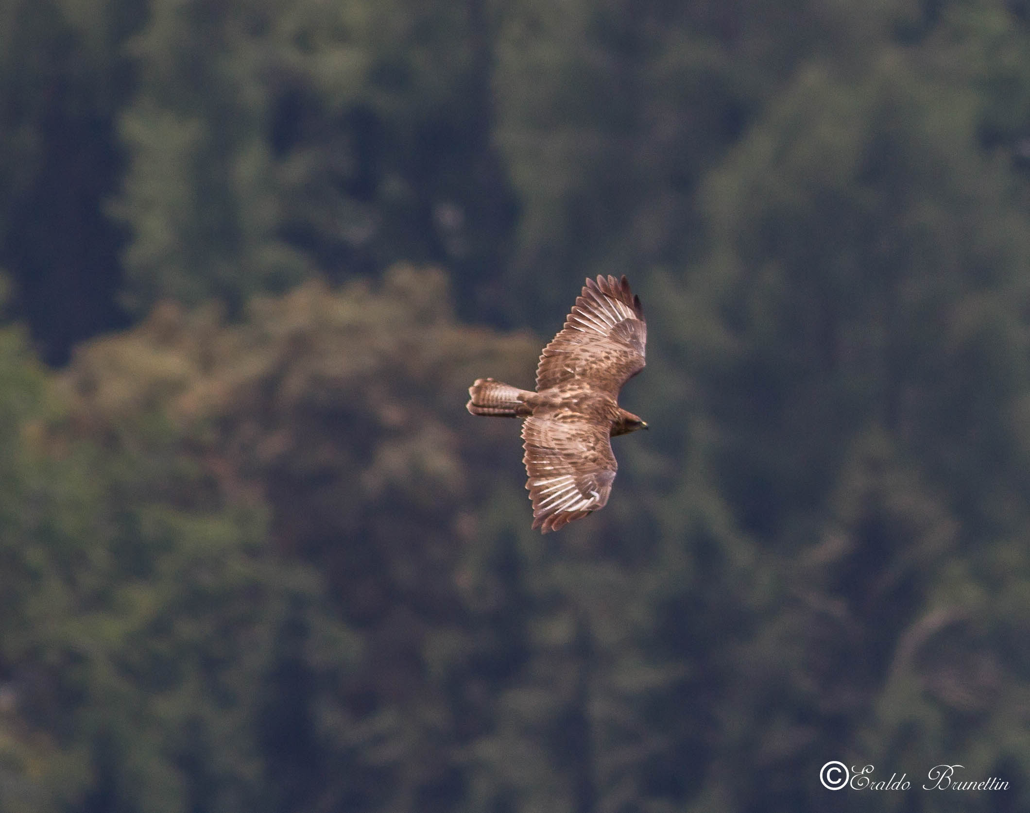 Poiana (buteo buteo)