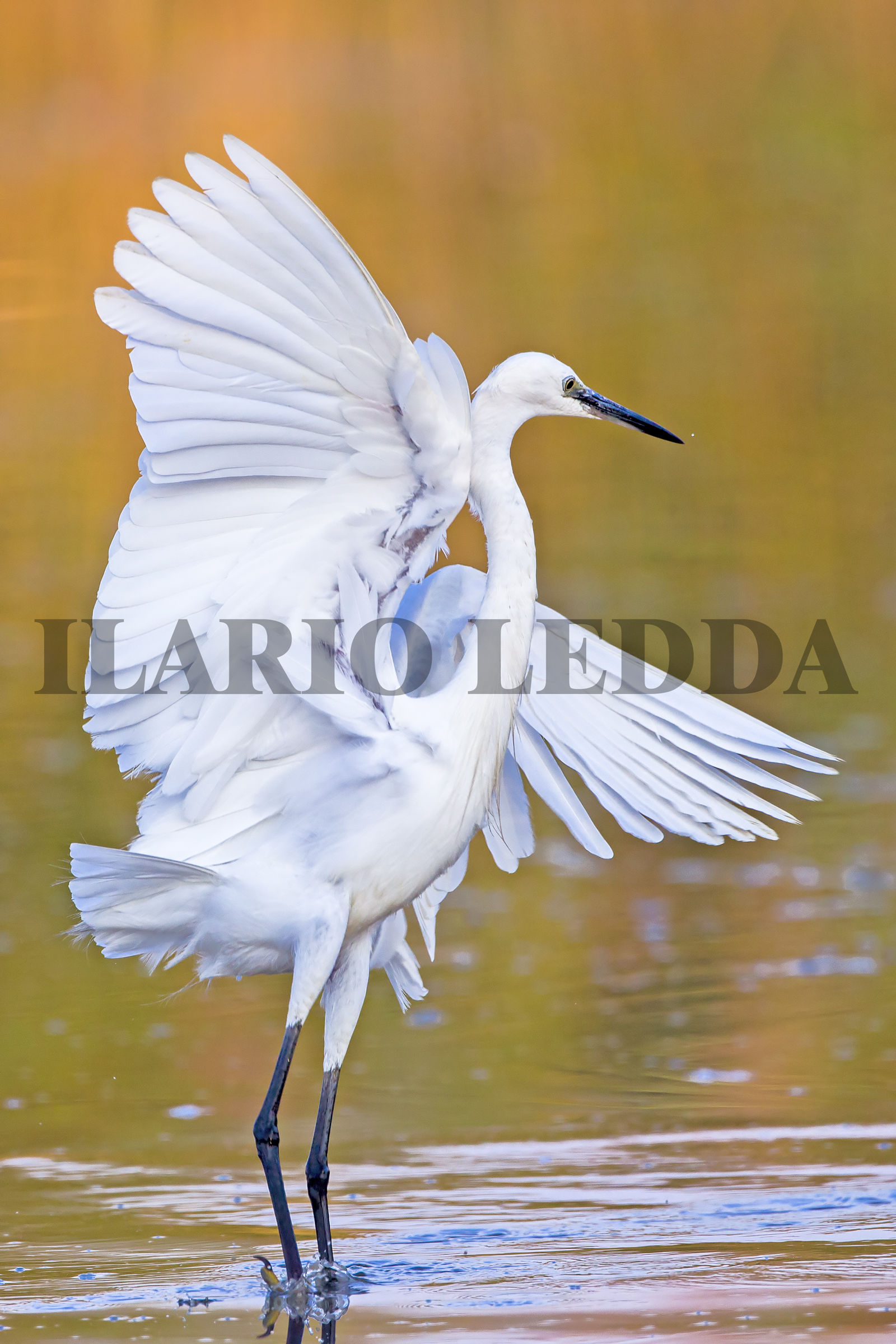 la danza della garzetta3