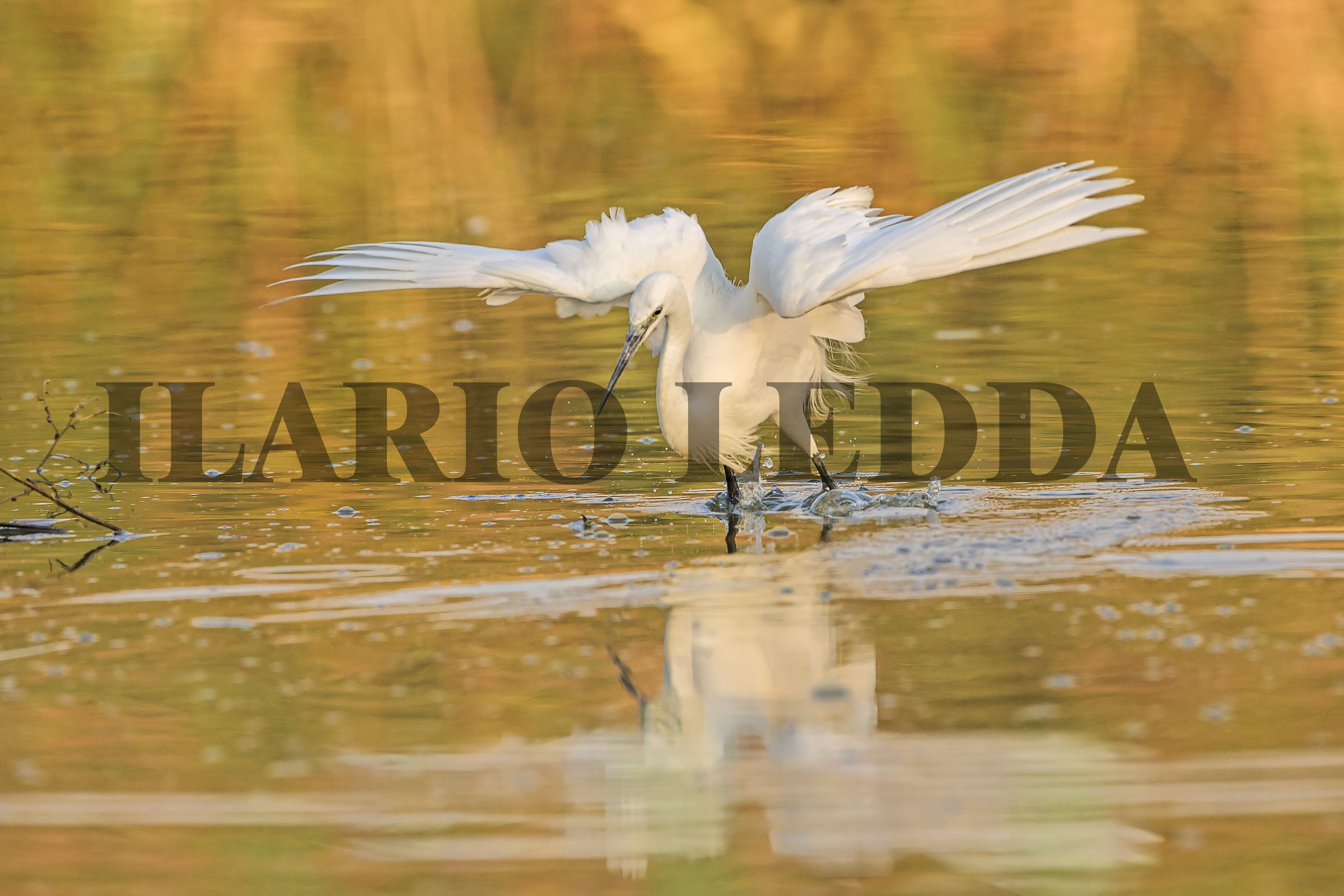 la danza della garzetta4