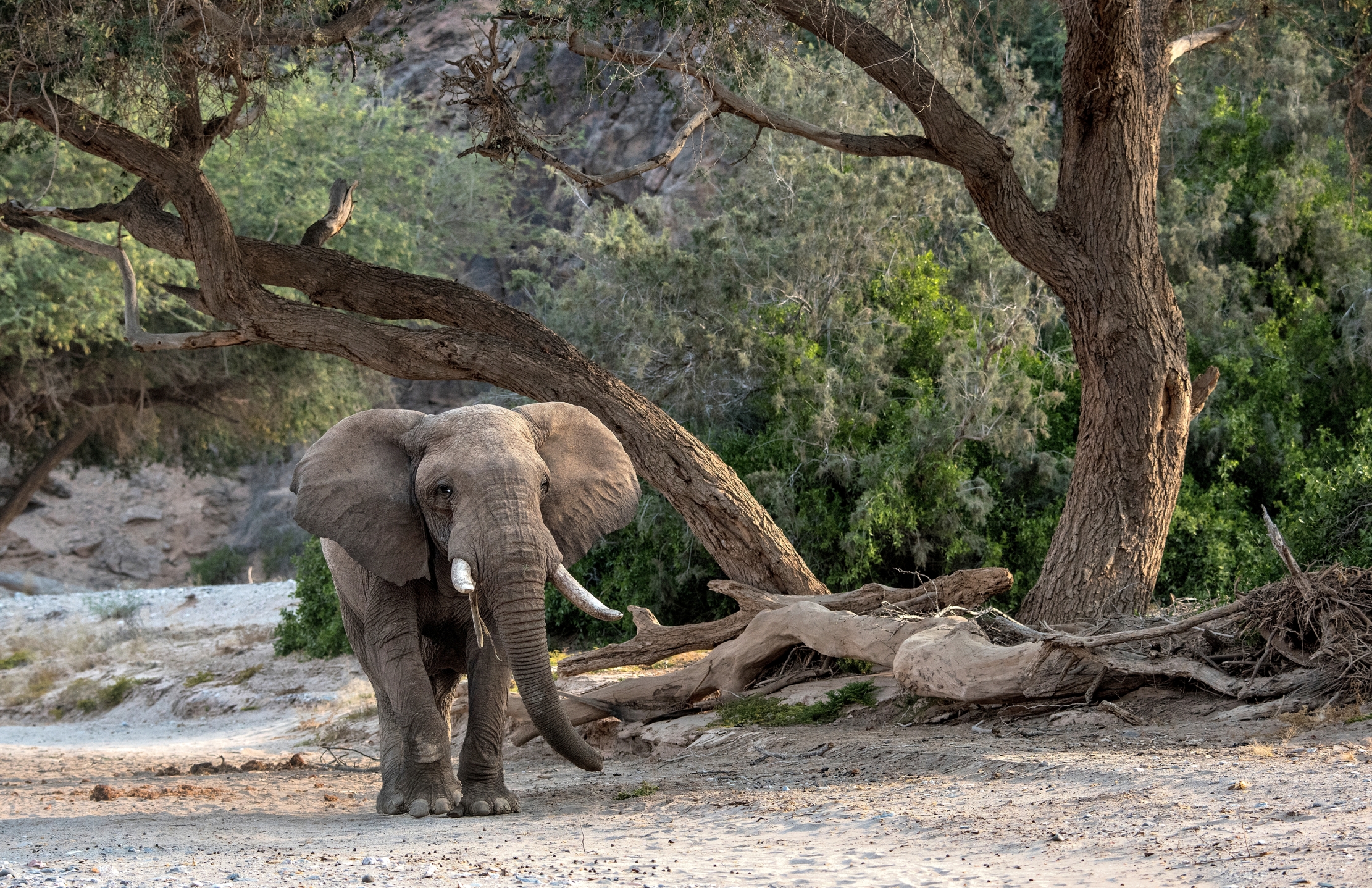 Deserto del Kaokoland - Elefante