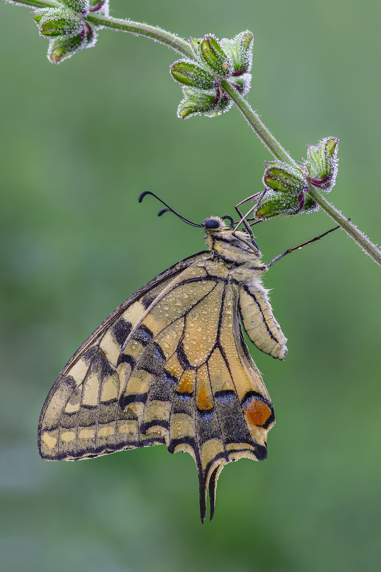 Papilio machaon